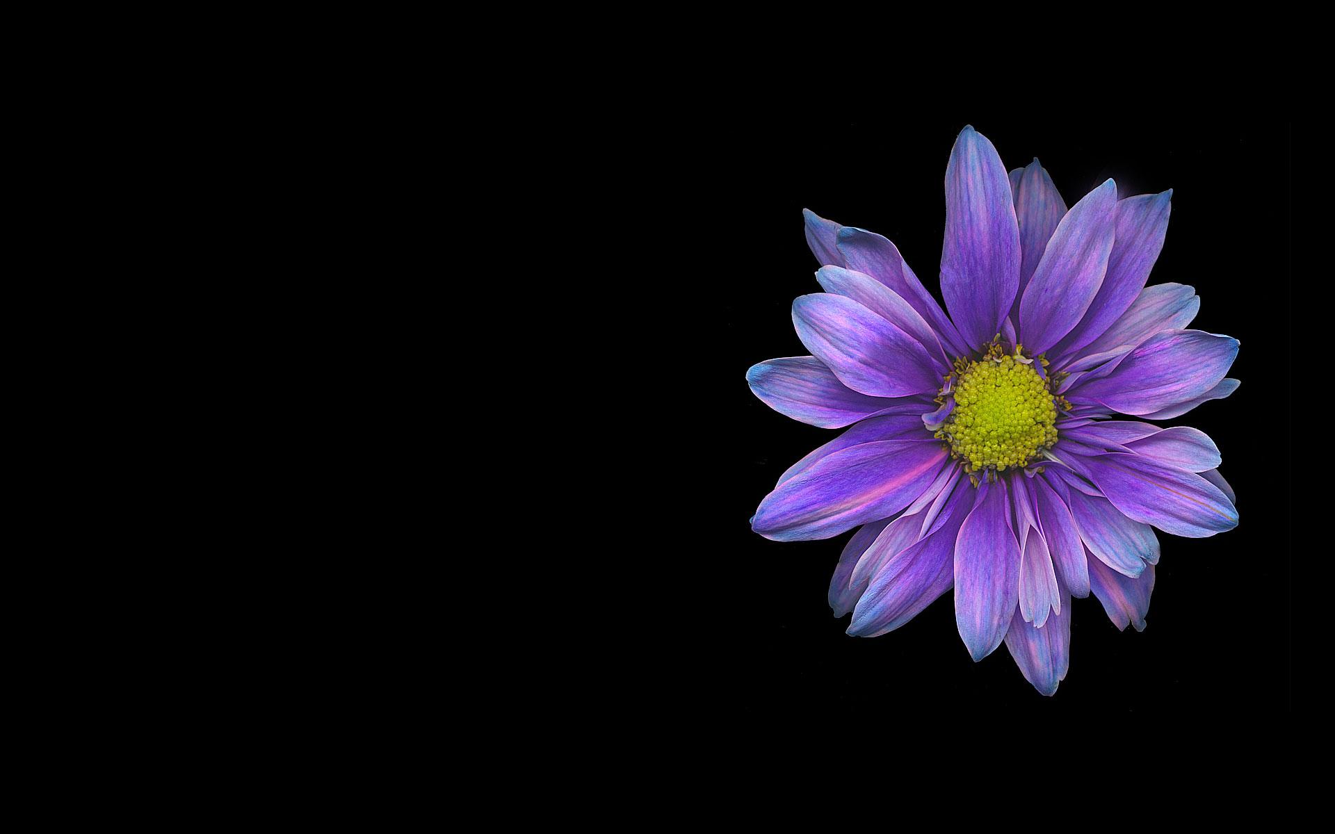PCデスクトップにフラワーズ, 花, 地球, デイジー, 紫色の花画像を無料でダウンロード