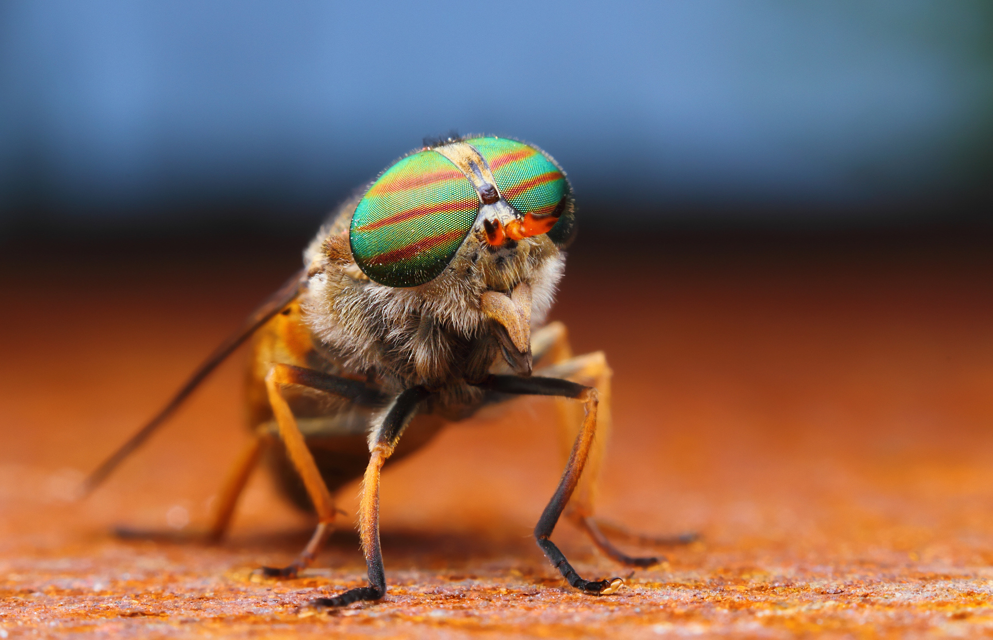 Téléchargez gratuitement l'image Animaux, Insecte sur le bureau de votre PC