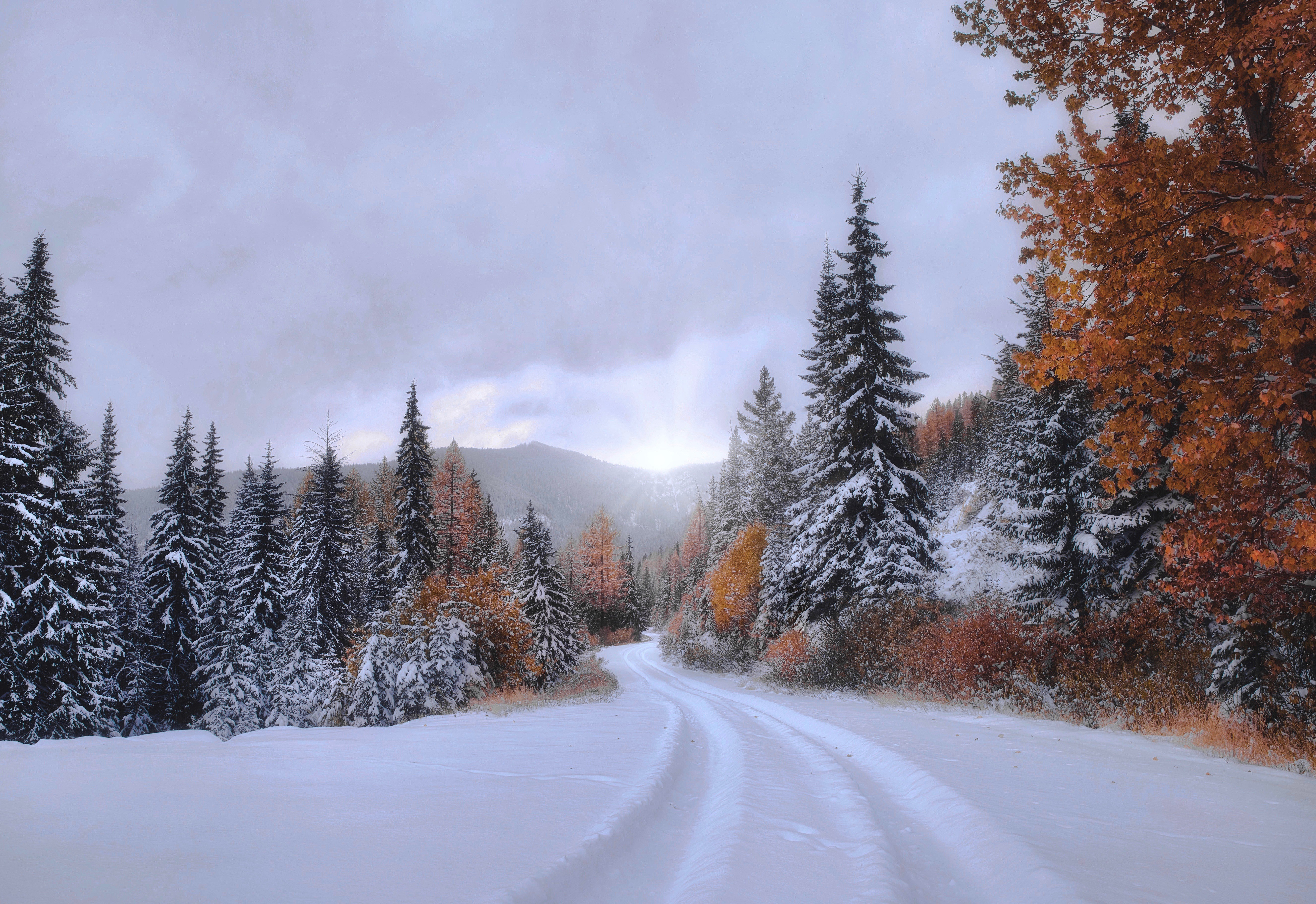 1001330 завантажити картинку сніг, ялина, земля, падіння, ліс, монтана, шлях - шпалери і заставки безкоштовно