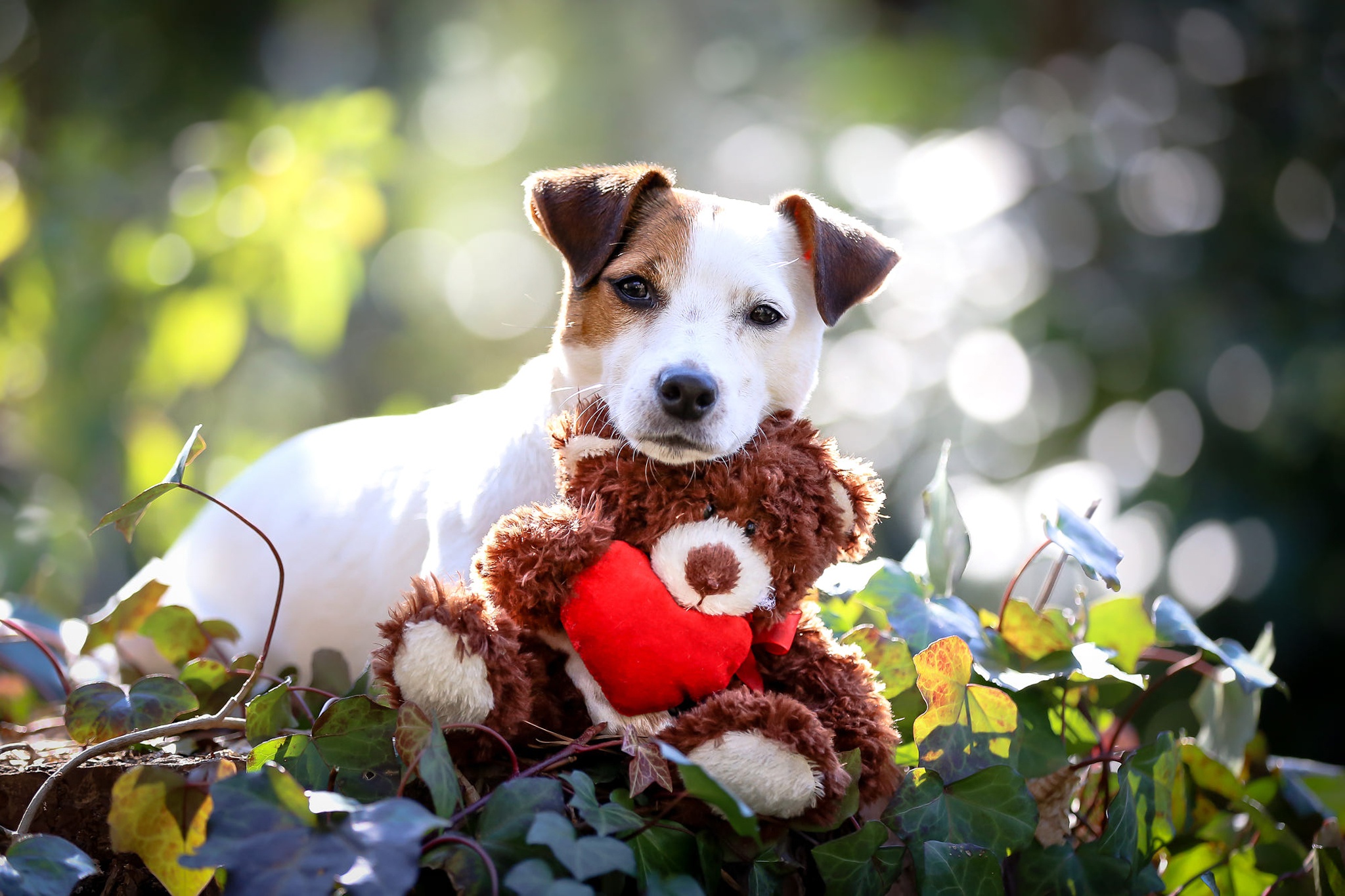 Laden Sie das Tiere, Hunde, Teddybär, Hund, Welpen, Bokeh, Tiefenschärfe-Bild kostenlos auf Ihren PC-Desktop herunter