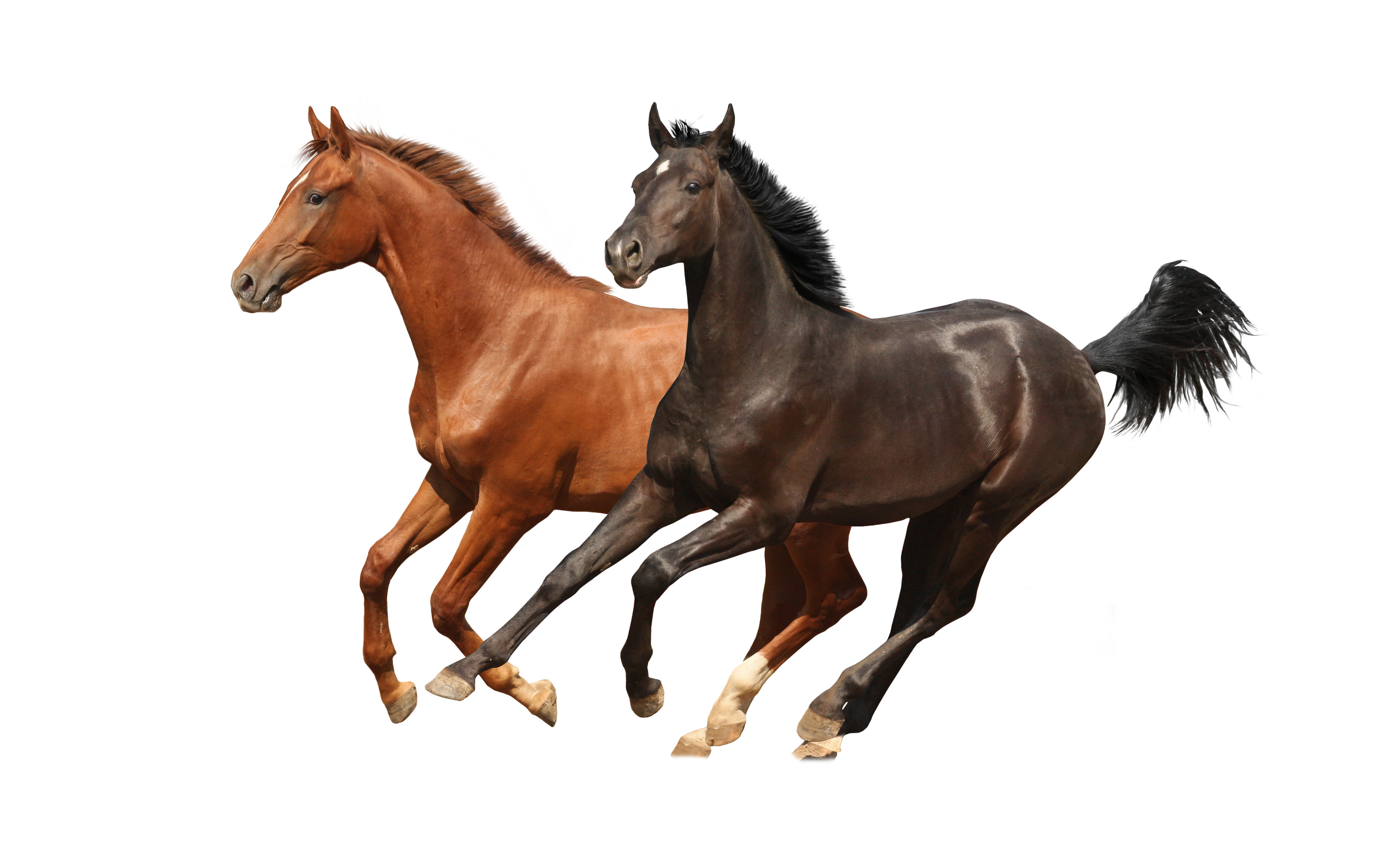 PCデスクトップに馬, 動物画像を無料でダウンロード