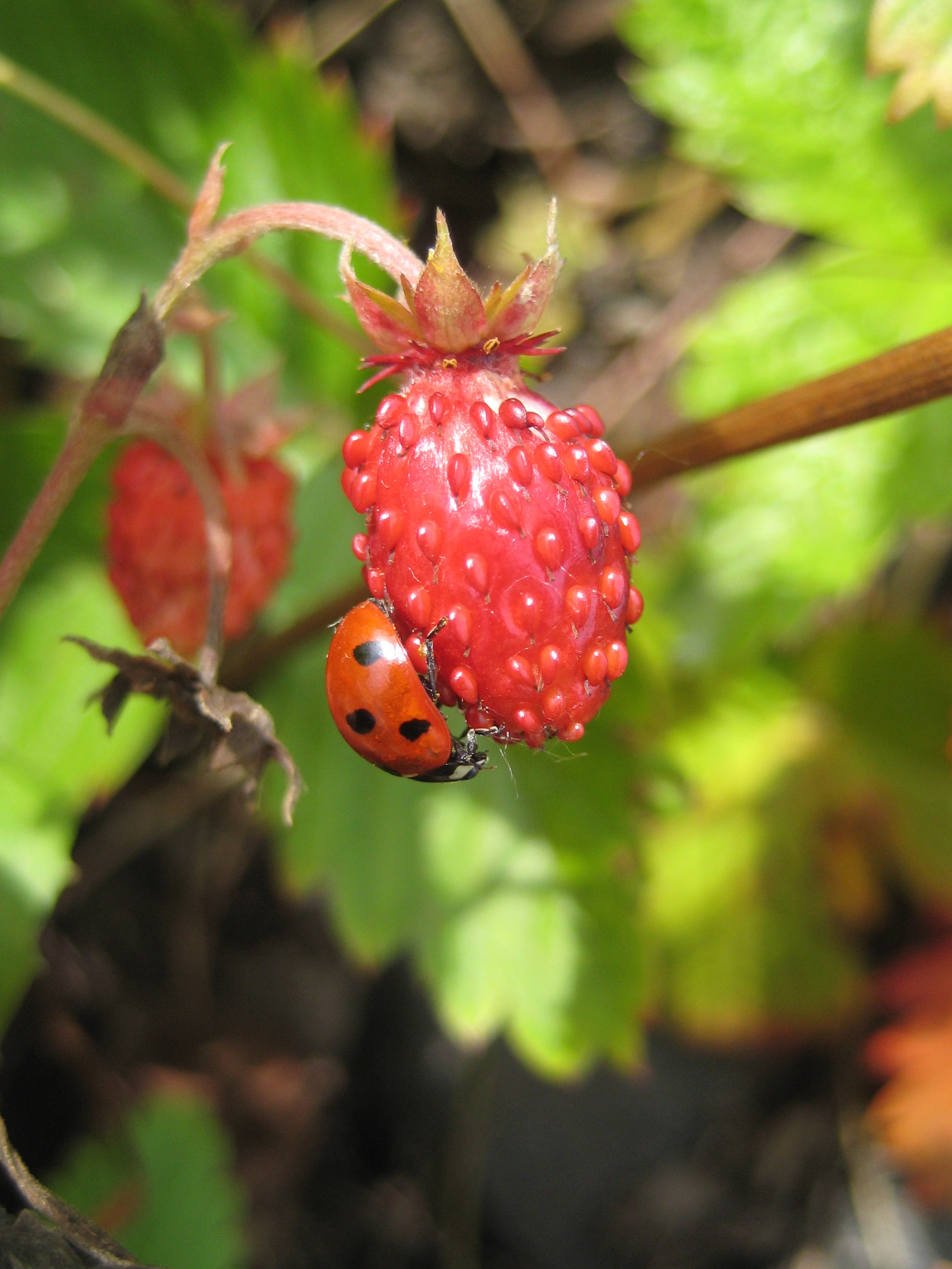 plants, strawberry, insects, ladybugs, berries Full HD