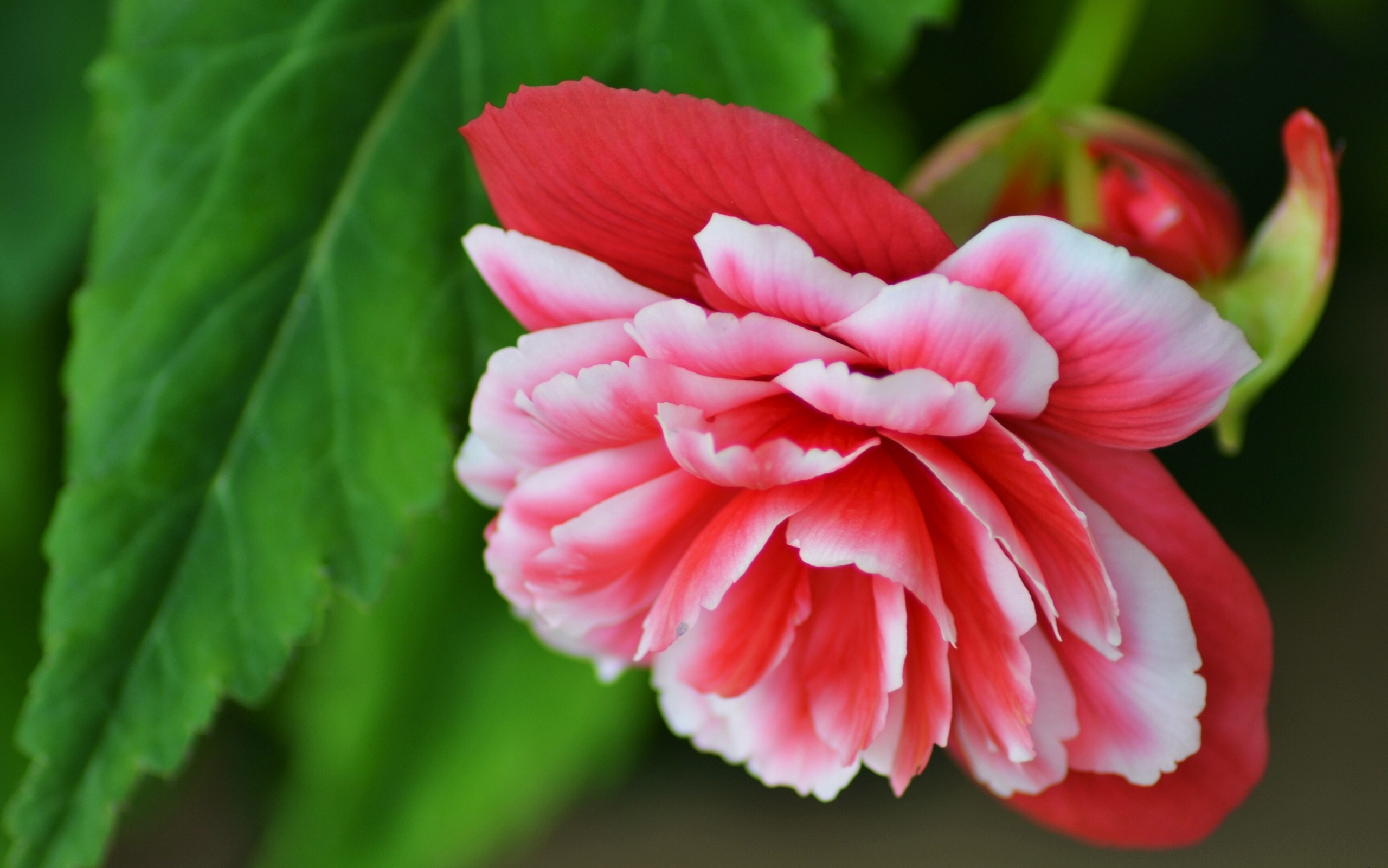 Laden Sie das Natur, Blumen, Blume, Nahansicht, Erde/natur, Pinke Blume-Bild kostenlos auf Ihren PC-Desktop herunter