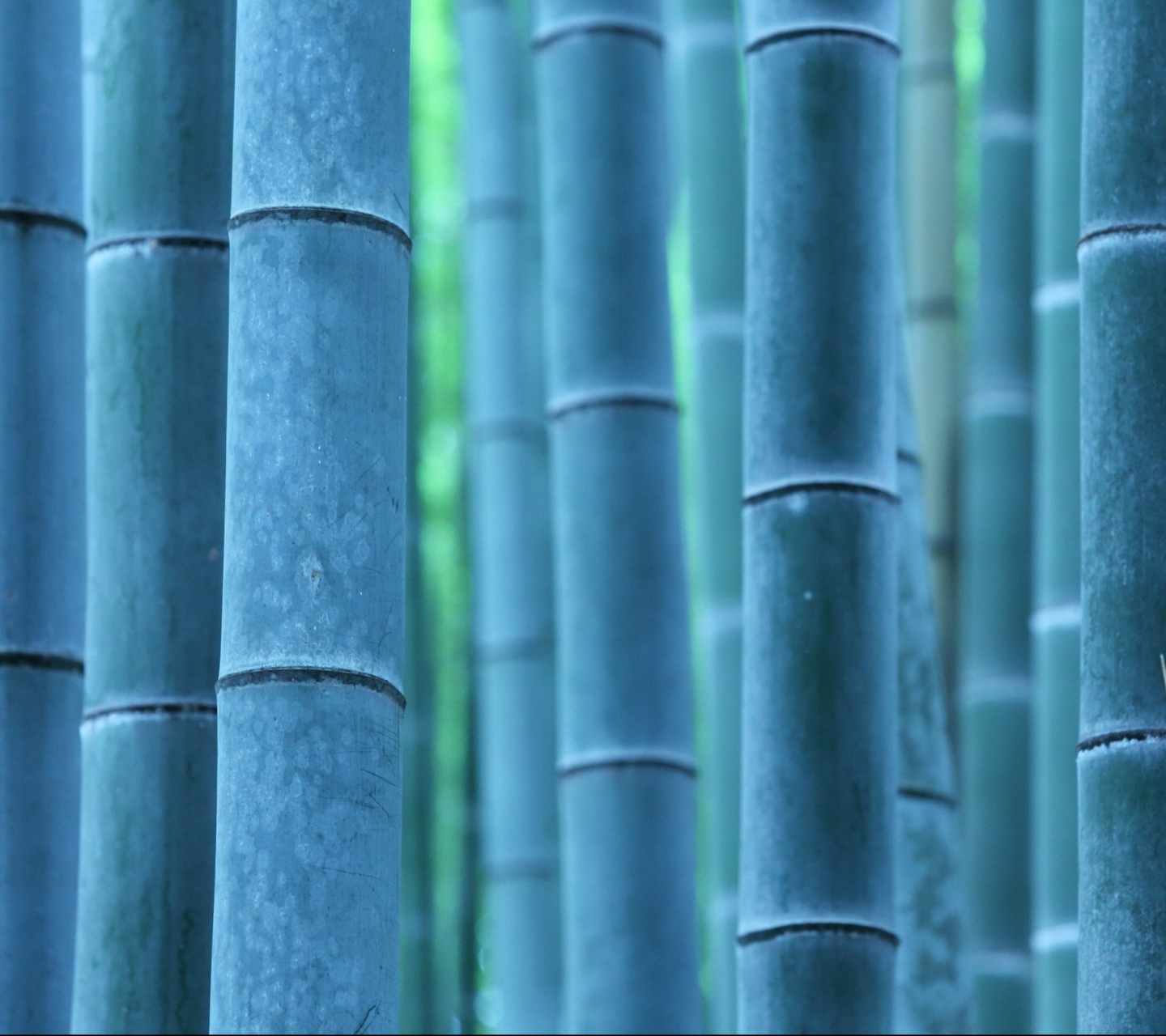 Laden Sie das Bambus, Erde/natur-Bild kostenlos auf Ihren PC-Desktop herunter