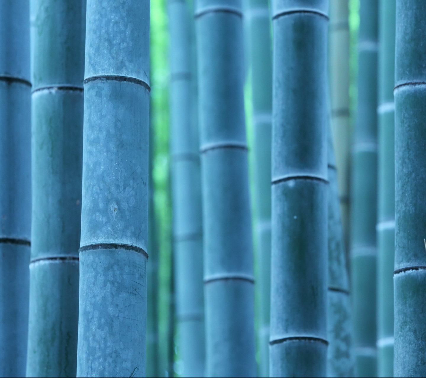 Free download wallpaper Earth, Bamboo on your PC desktop