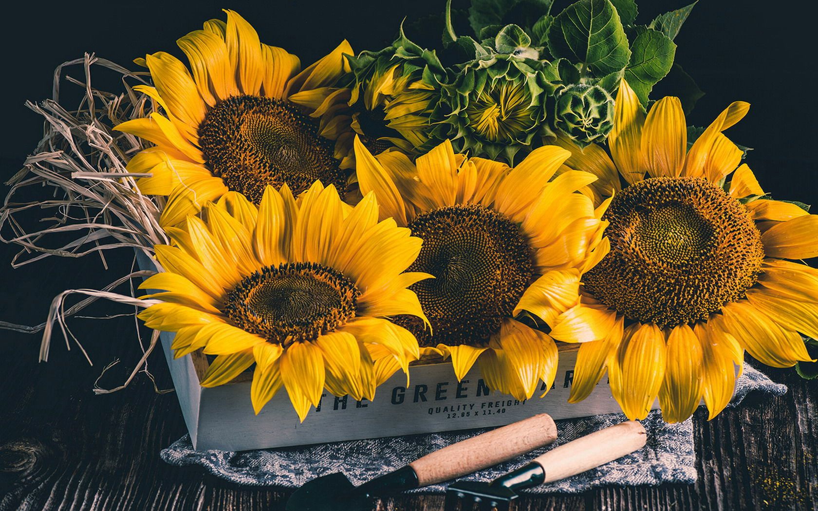 Free download wallpaper Still Life, Box, Sunflower, Photography, Yellow Flower on your PC desktop