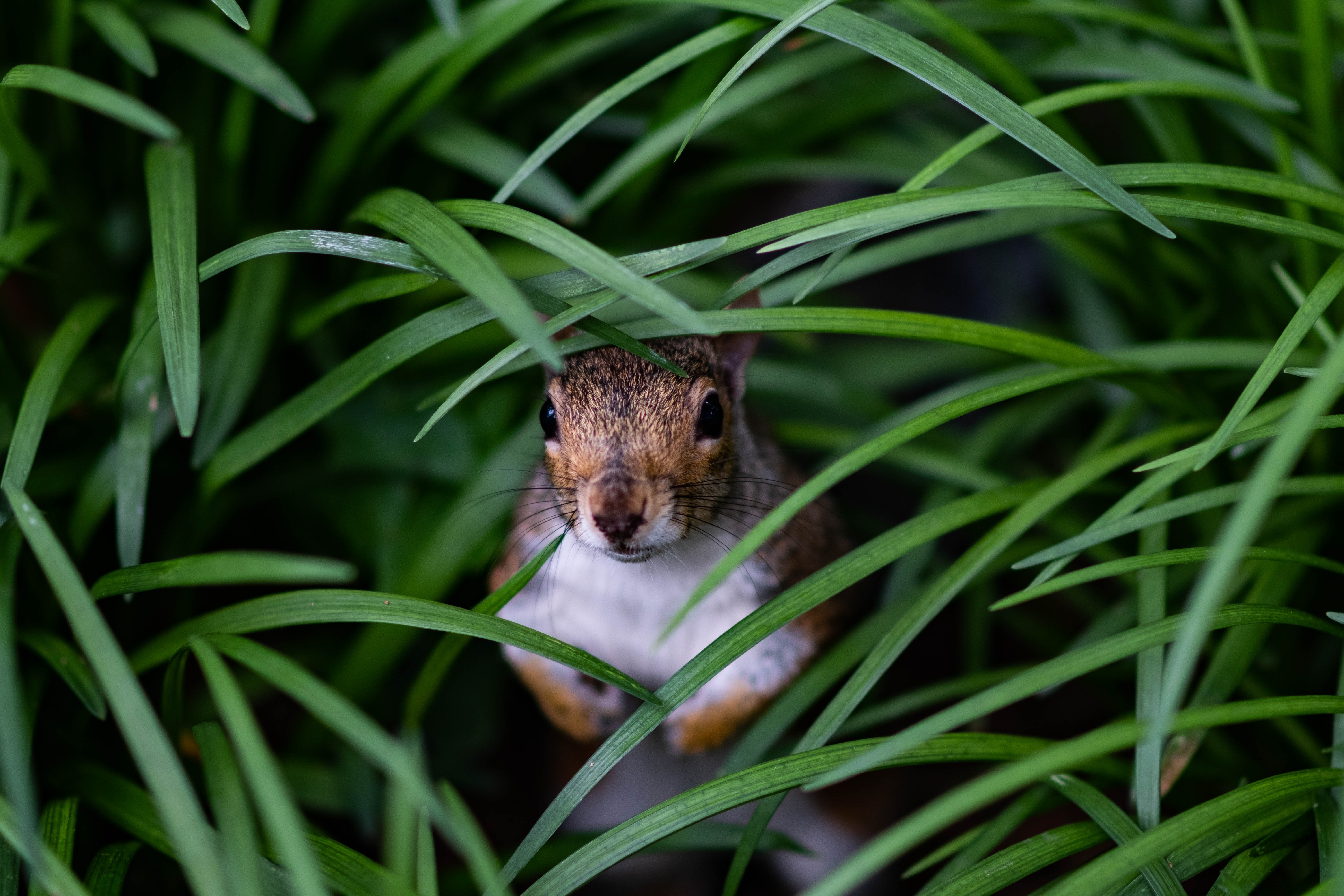 Free download wallpaper Animals, Grass, Hide, Look Out, Squirrel, Peek Out on your PC desktop