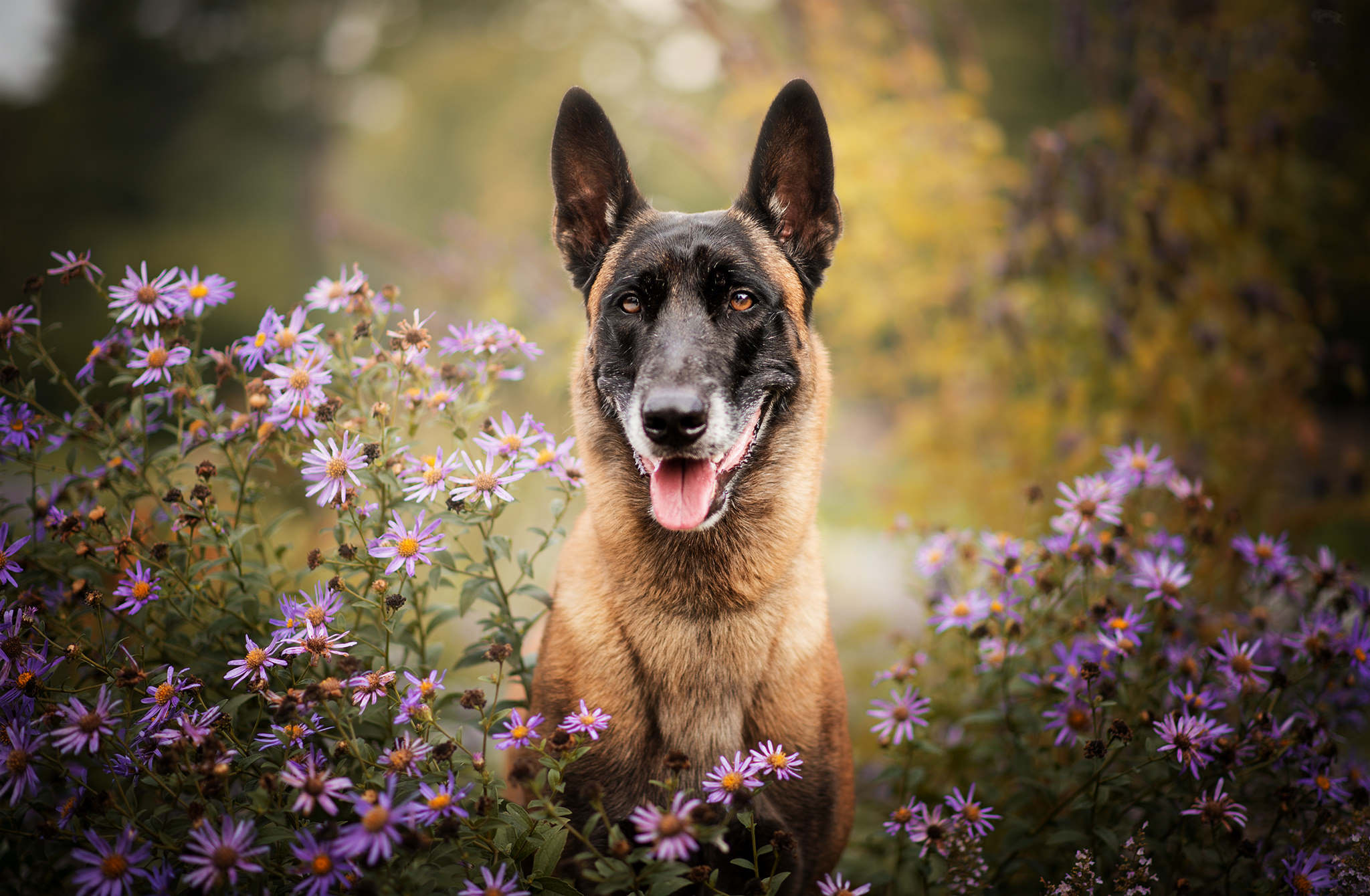 animal, belgian malinois, depth of field, dog, purple flower, dogs