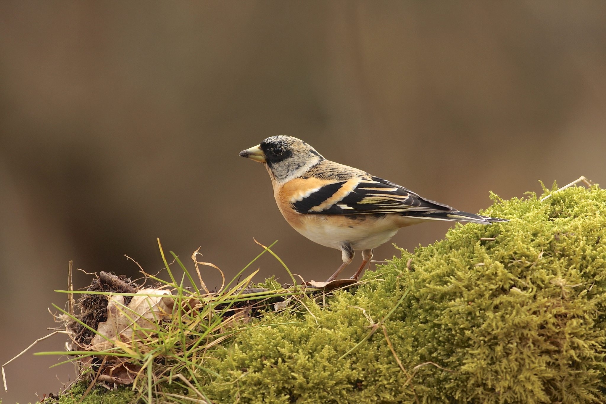 Laden Sie das Tiere, Vögel, Vogel-Bild kostenlos auf Ihren PC-Desktop herunter