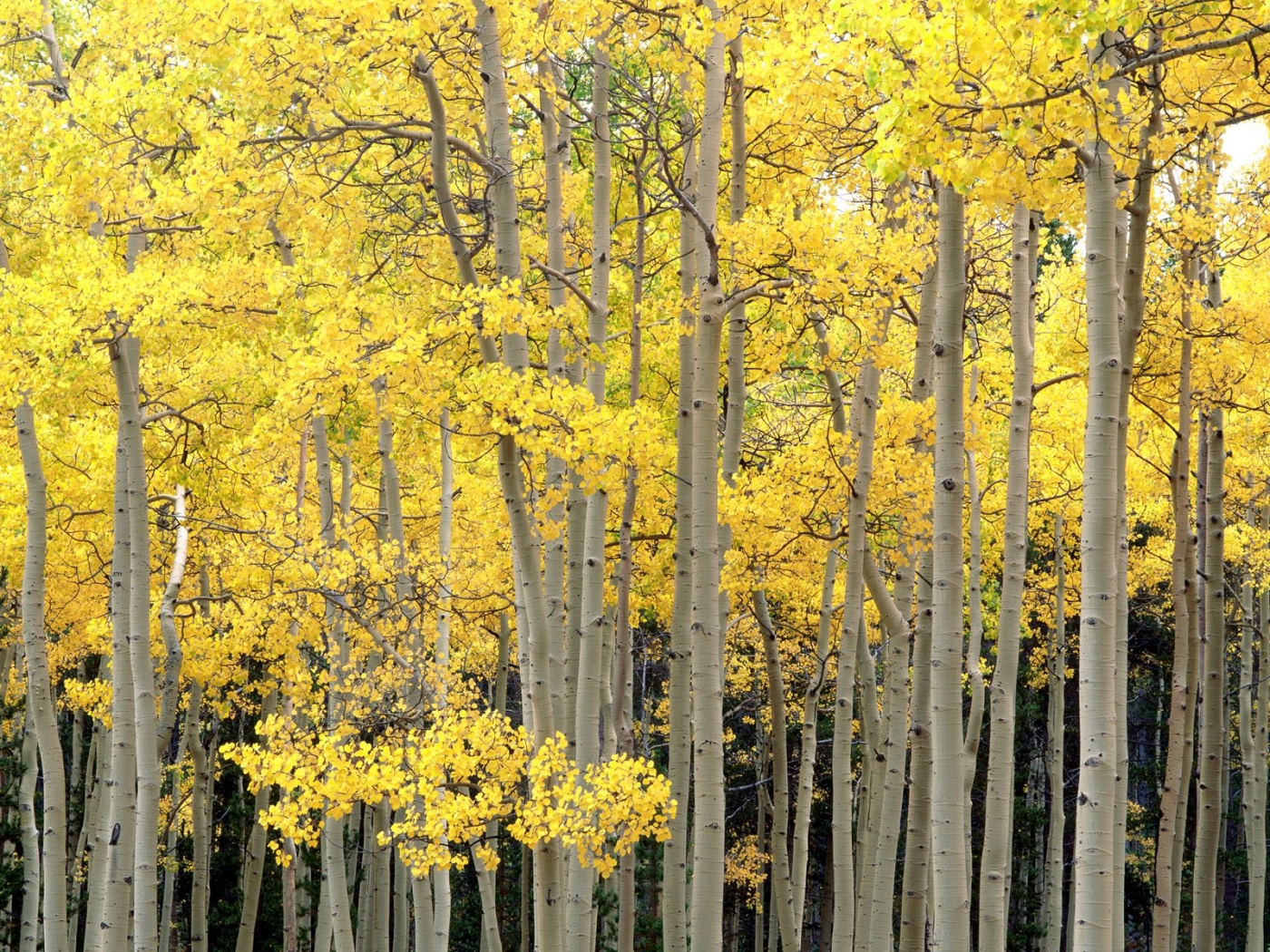Baixe gratuitamente a imagem Árvores, Outono, Paisagem na área de trabalho do seu PC