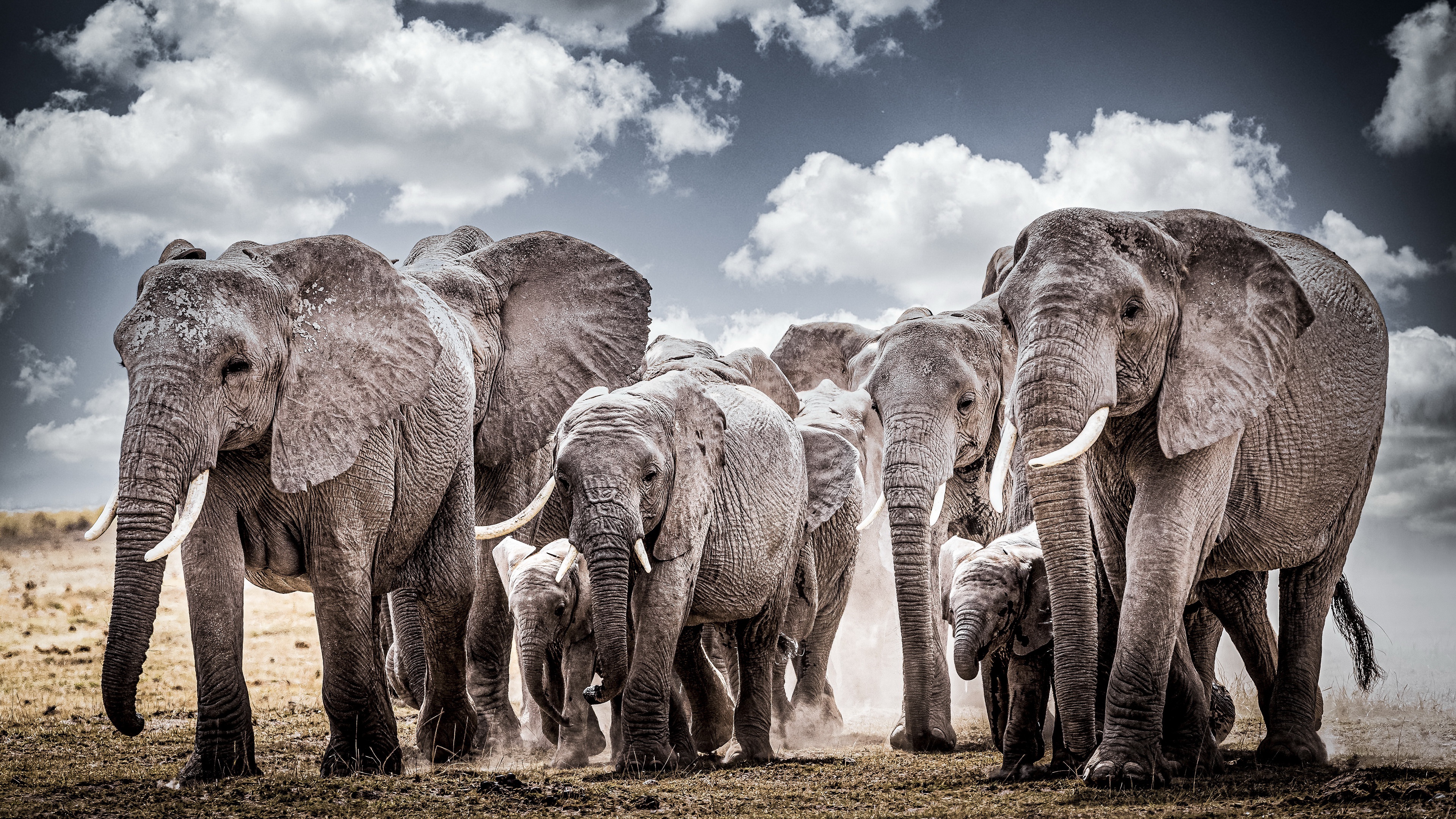 PCデスクトップに動物, アフリカゾウ, 赤ちゃん動物, ゾウ画像を無料でダウンロード