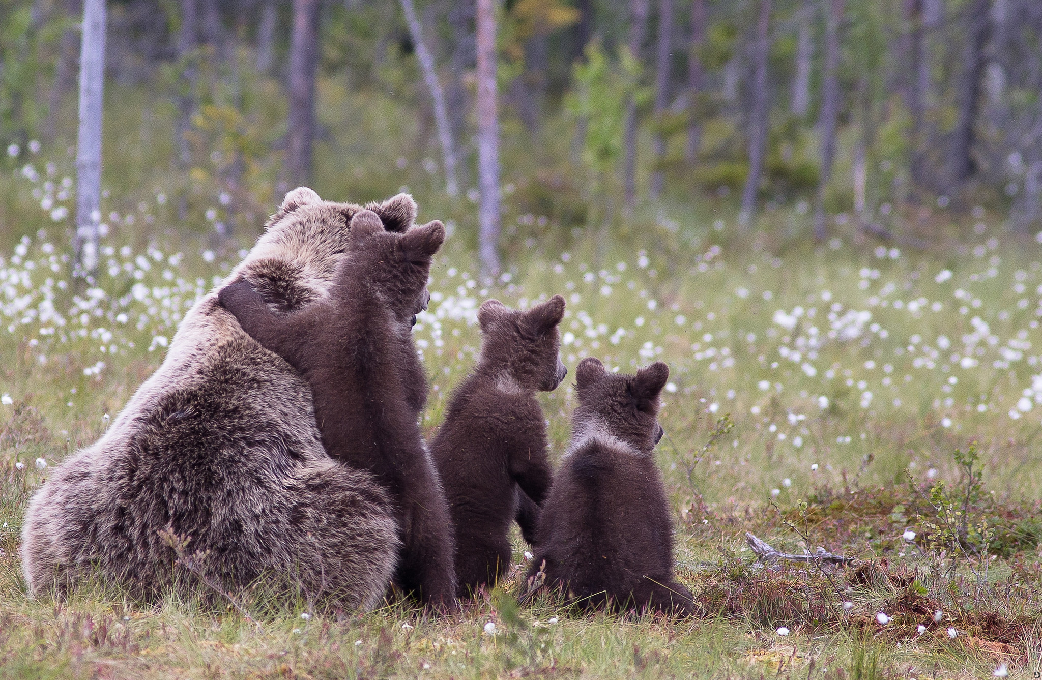 Скачать обои бесплатно Медведи, Детеныши, Животные, Трава, Семья картинка на рабочий стол ПК