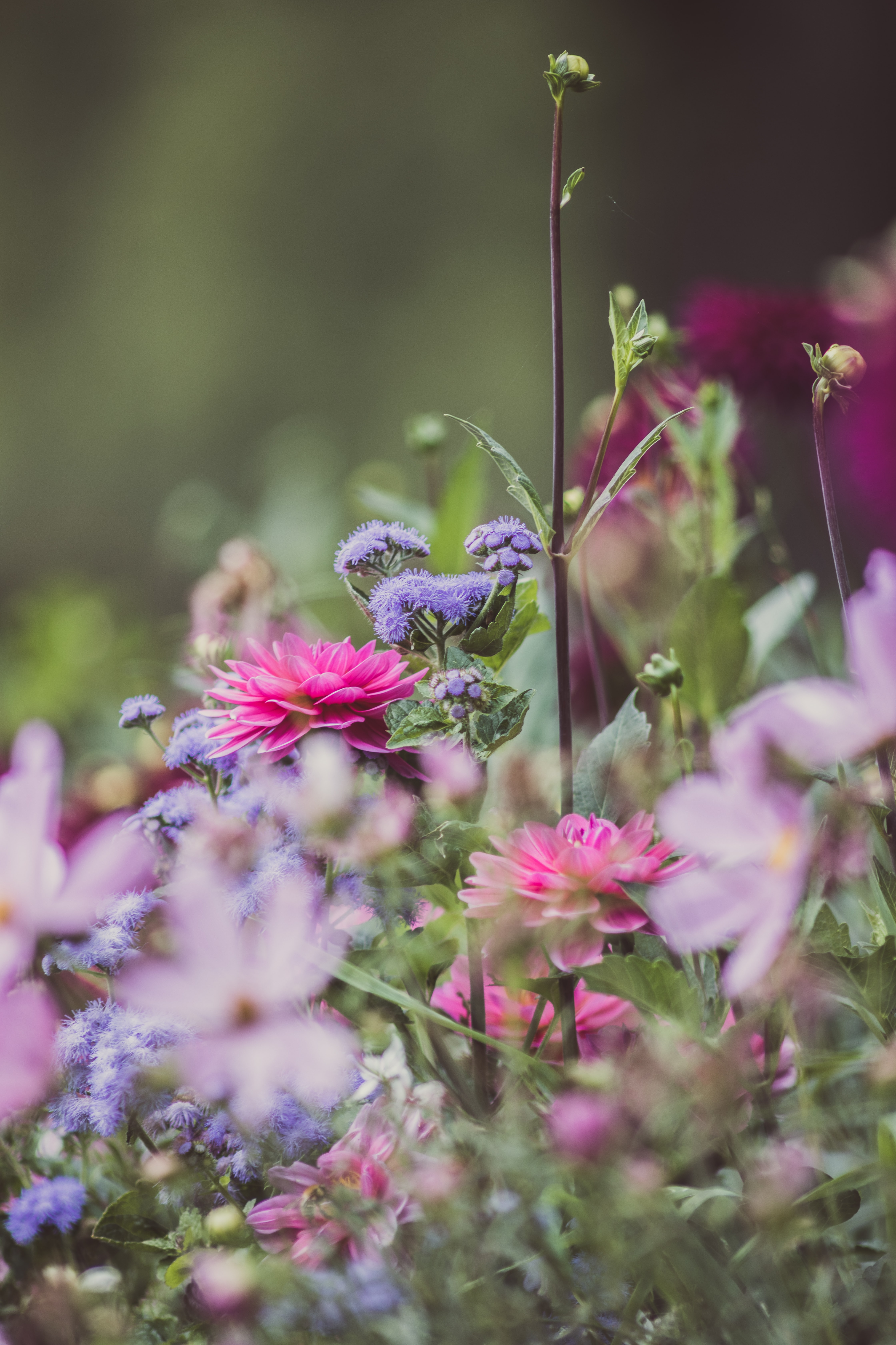 Free download wallpaper Flowers, Flowering, Dahlias, Bloom, Garden on your PC desktop
