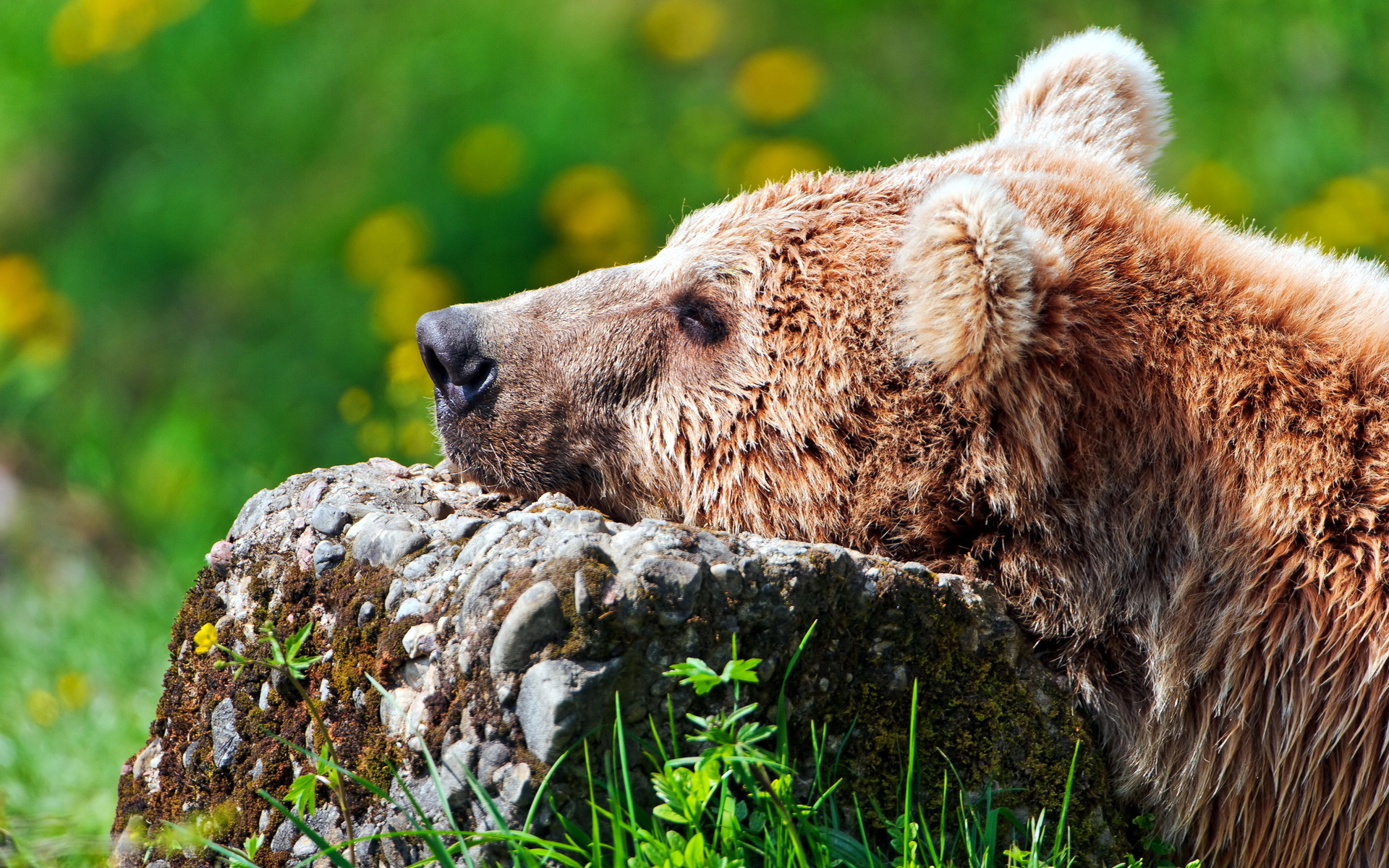 無料モバイル壁紙動物, クマをダウンロードします。