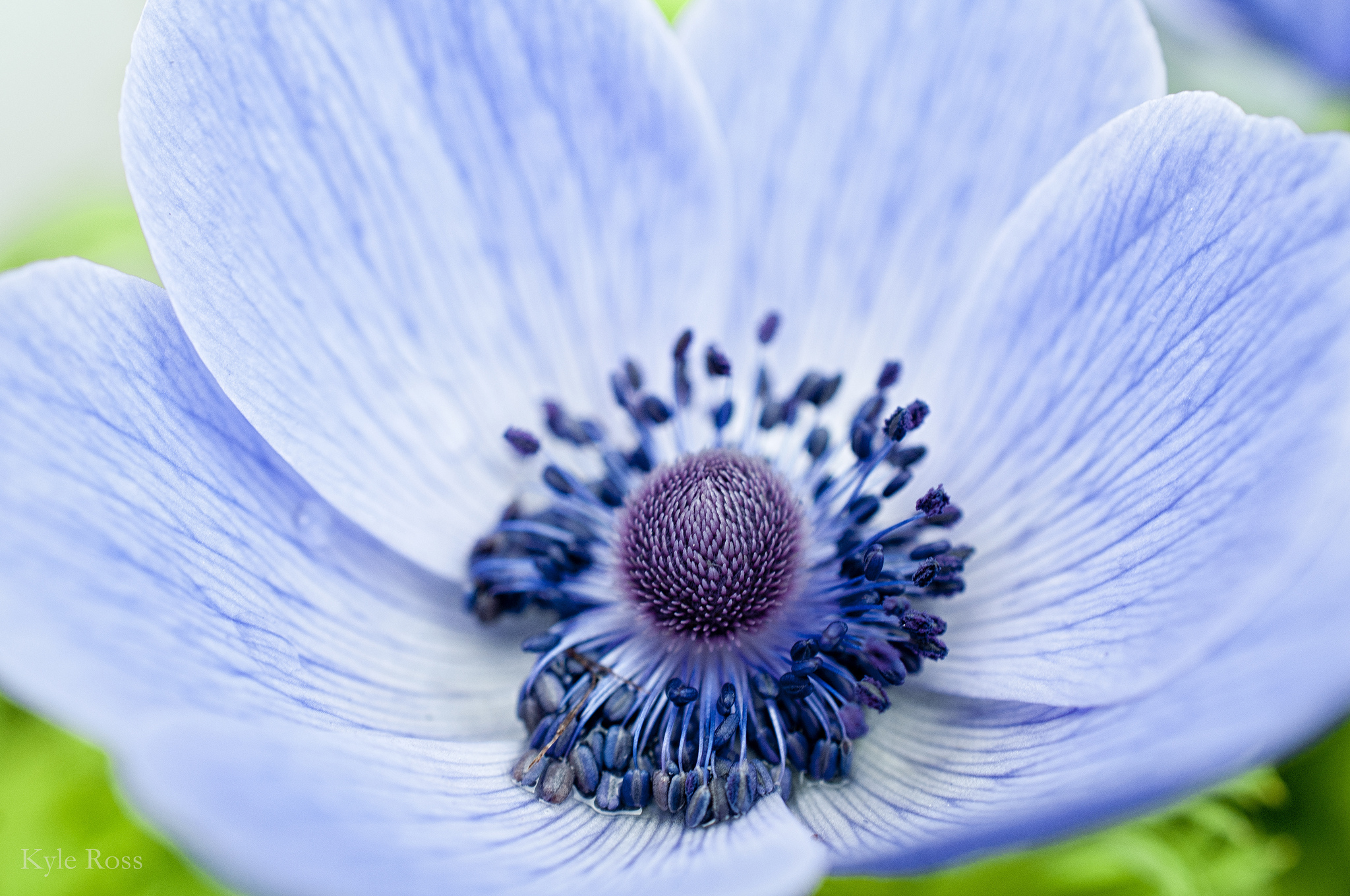 Laden Sie das Blumen, Blume, Erde/natur-Bild kostenlos auf Ihren PC-Desktop herunter