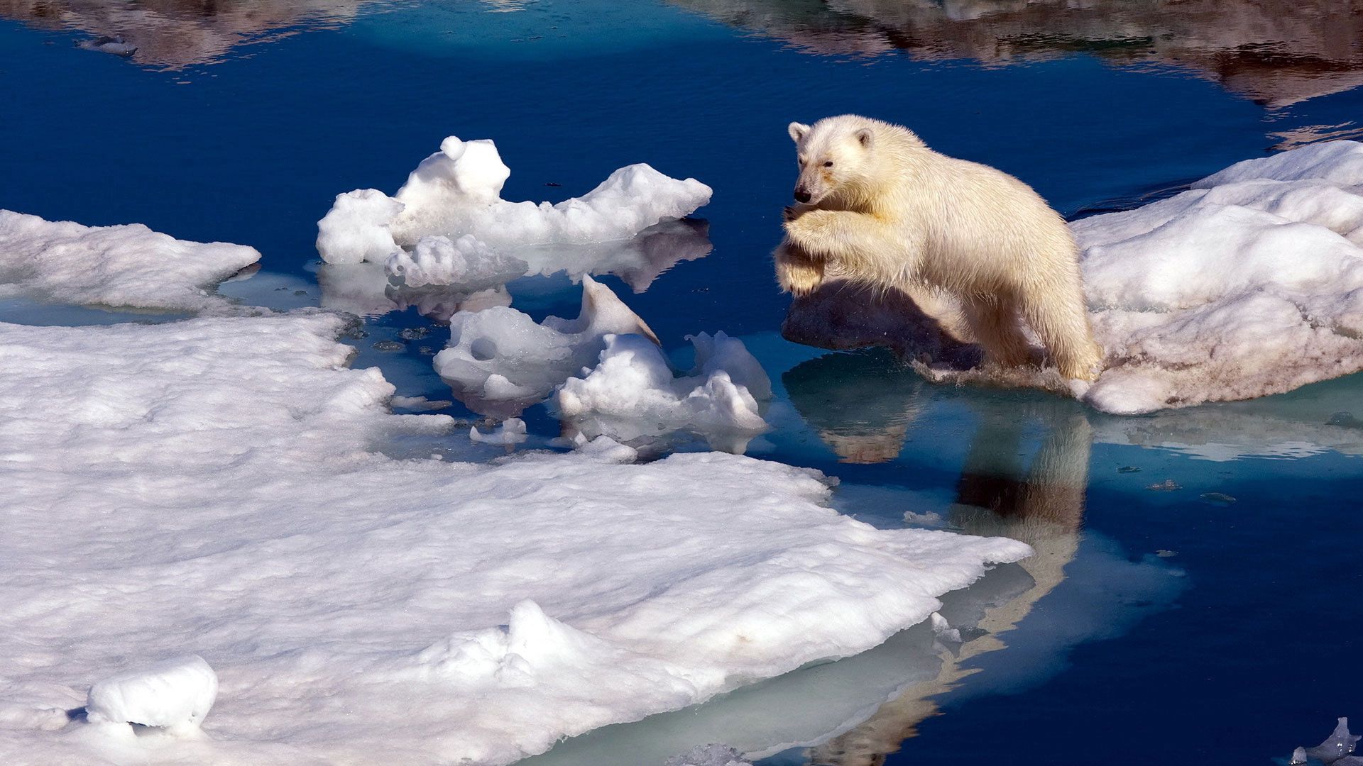 128233 скачать картинку прыжок, белый медведь, животные, вода, снег, льдины - обои и заставки бесплатно