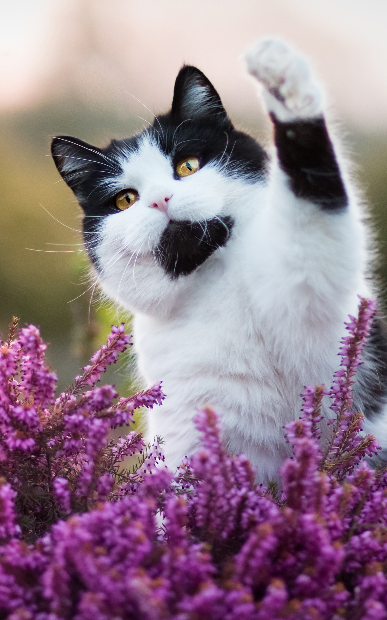 Baixe gratuitamente a imagem Gato, Gatos, Animais na área de trabalho do seu PC