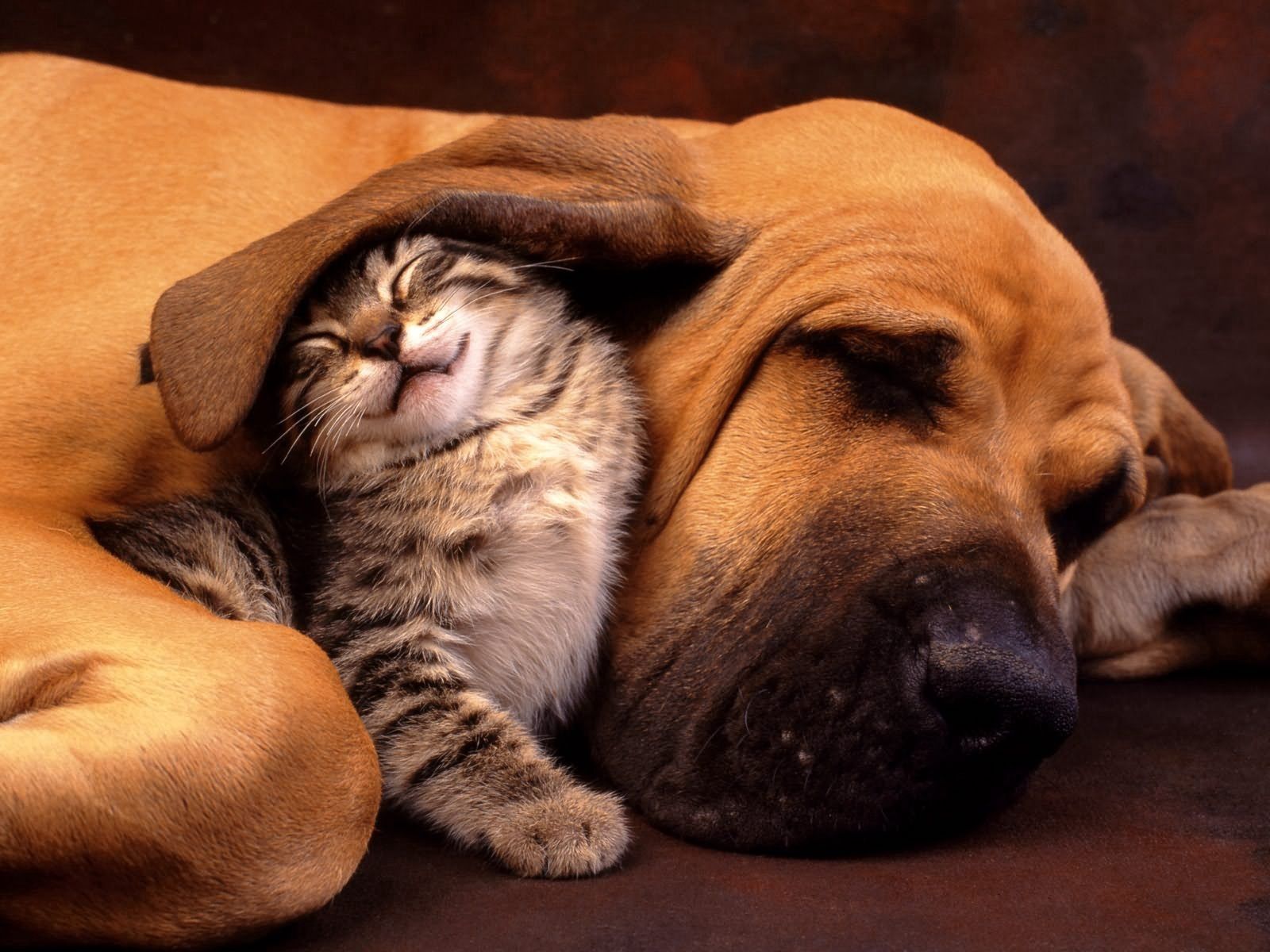 105848 télécharger l'image chien, minou, animaux, chaton, se soucier, soin, oreille, une oreille - fonds d'écran et économiseurs d'écran gratuits