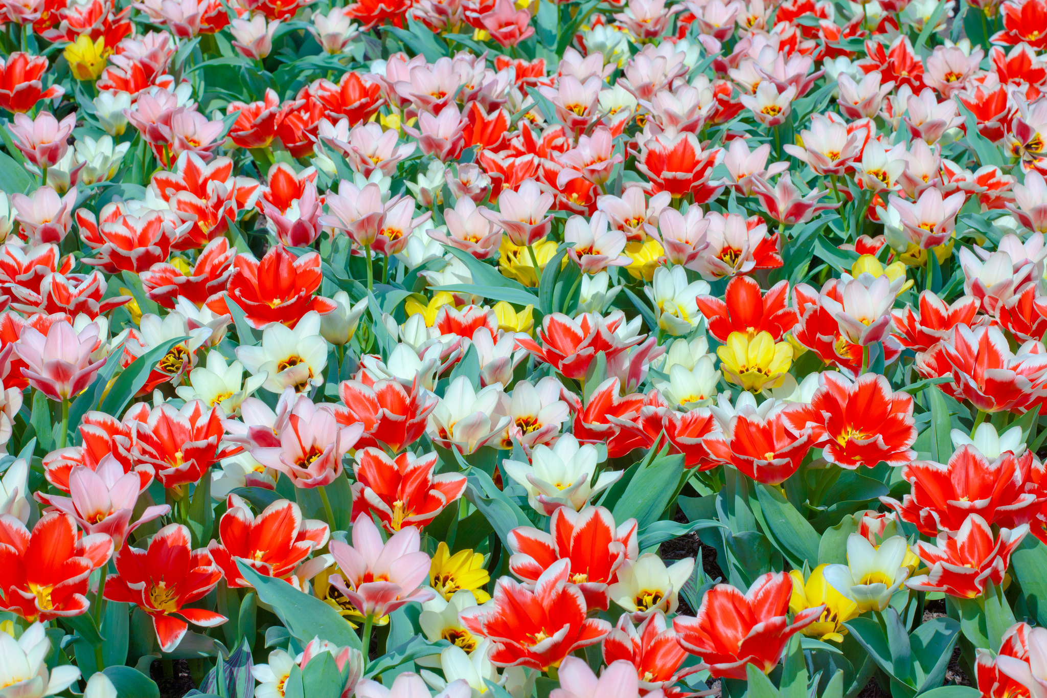 PCデスクトップに自然, フラワーズ, チューリップ, 花, 地球, 白い花, 赤い花画像を無料でダウンロード