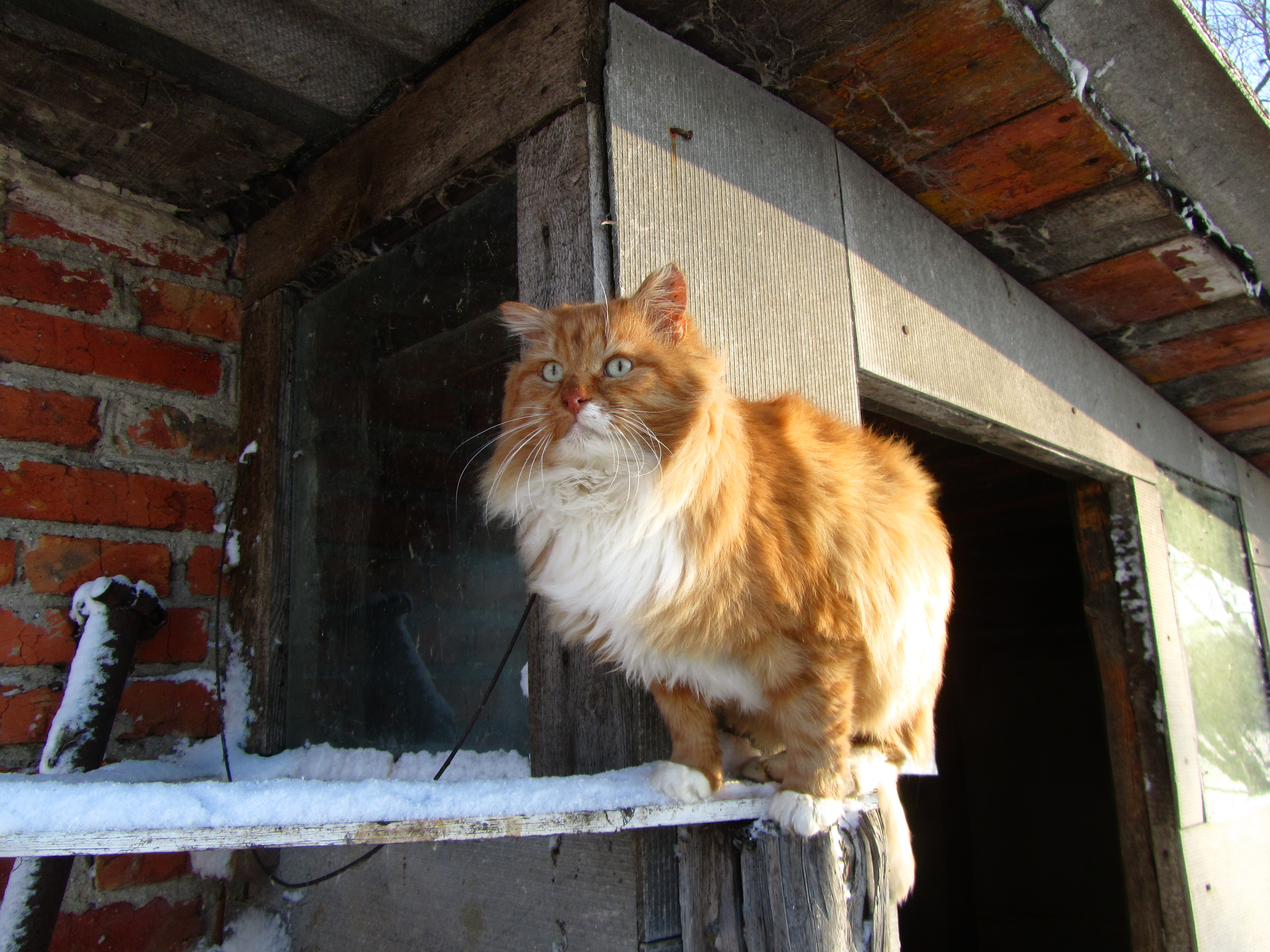 Baixar papel de parede para celular de Animais, Gato gratuito.