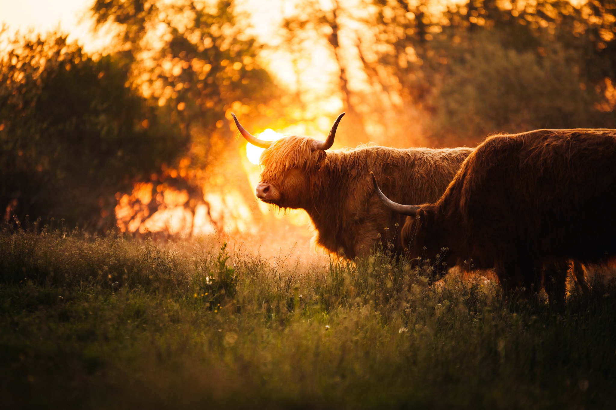 Download mobile wallpaper Animal, Cow, Sunbeam for free.