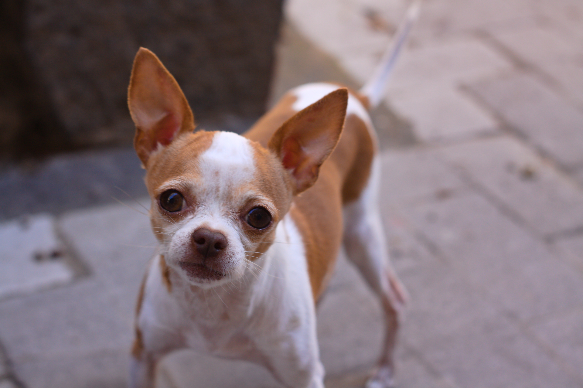 Download mobile wallpaper Dogs, Dog, Animal, Bokeh, Chihuahua for free.