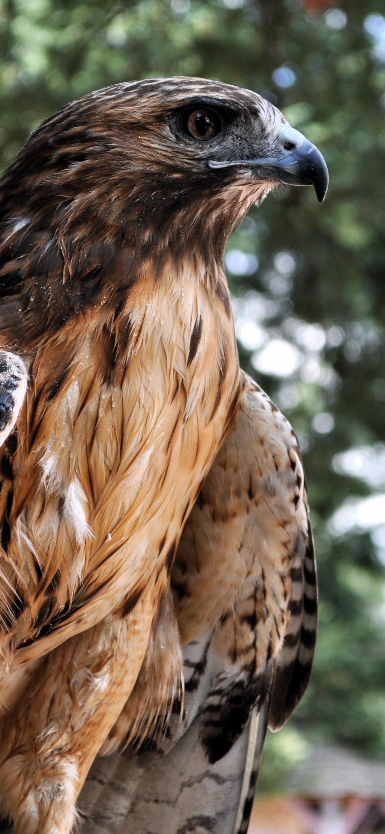 Baixar papel de parede para celular de Animais, Aves, Falcão gratuito.