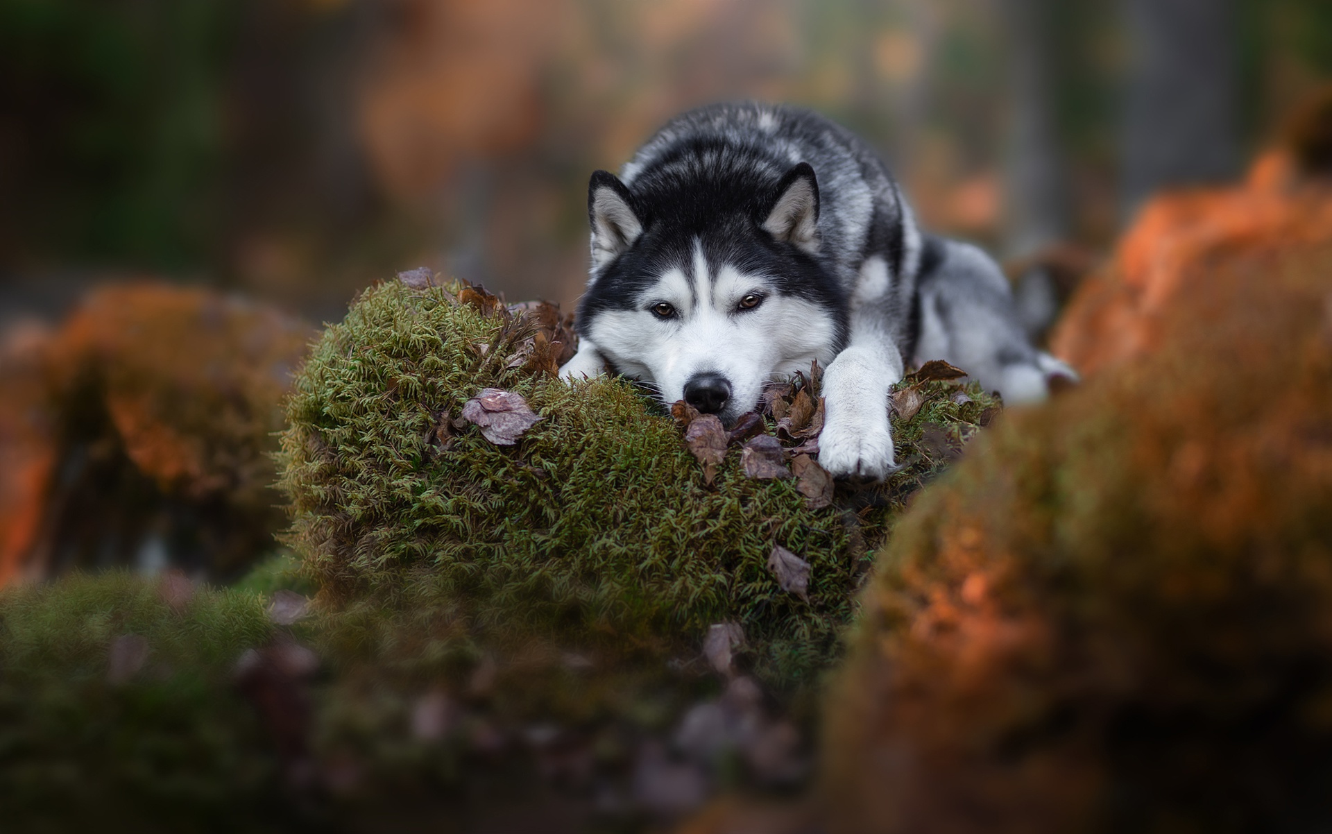Download mobile wallpaper Dogs, Dog, Animal, Moss, Husky for free.