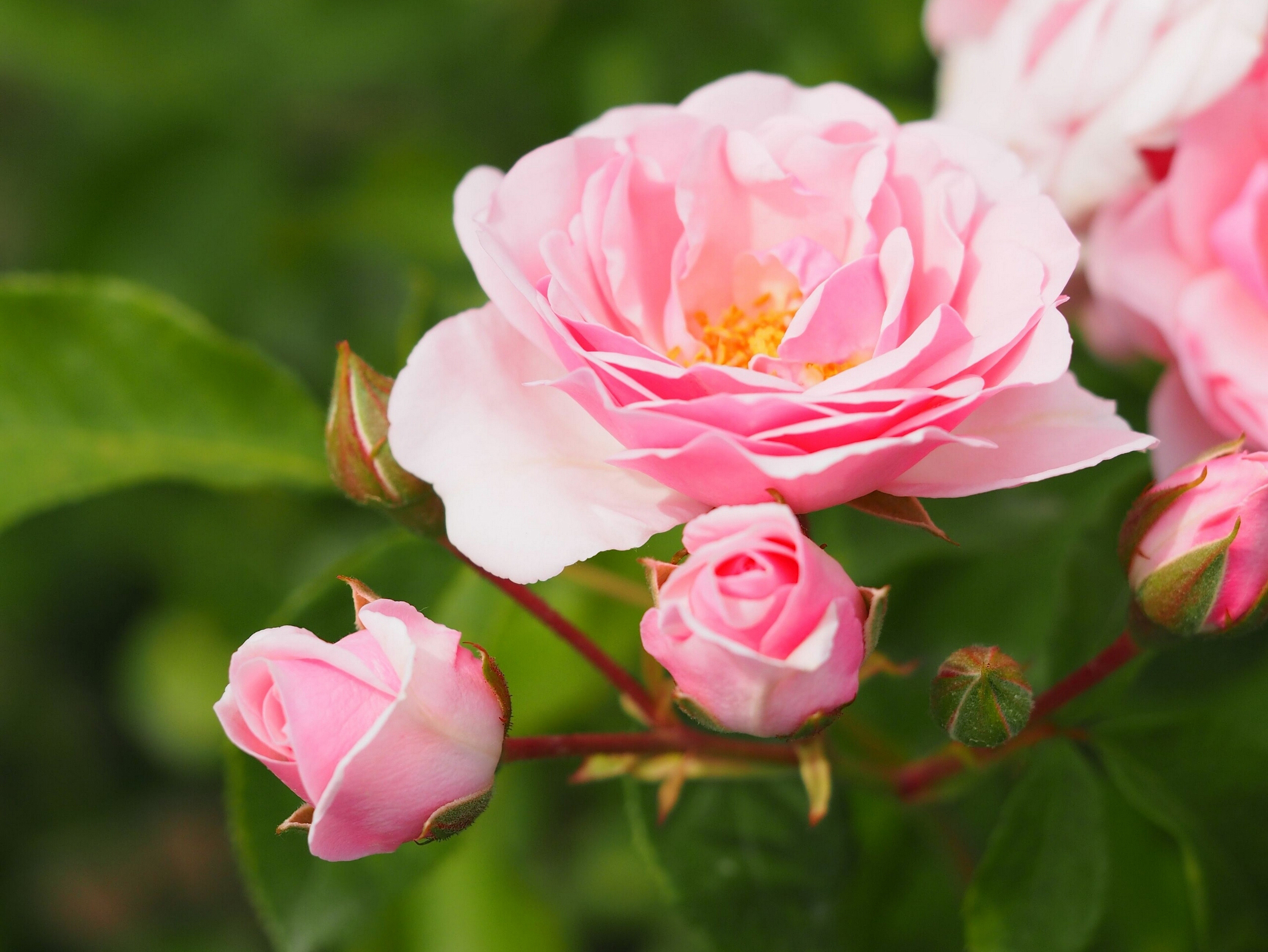 Скачати мобільні шпалери Квітка, Макрос, Роза, Земля, Рожева Троянда, Флауерзи безкоштовно.