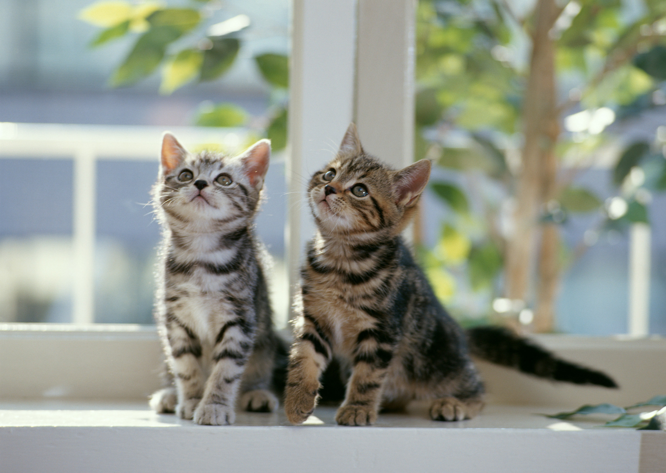 Téléchargez des papiers peints mobile Animaux, Chat gratuitement.