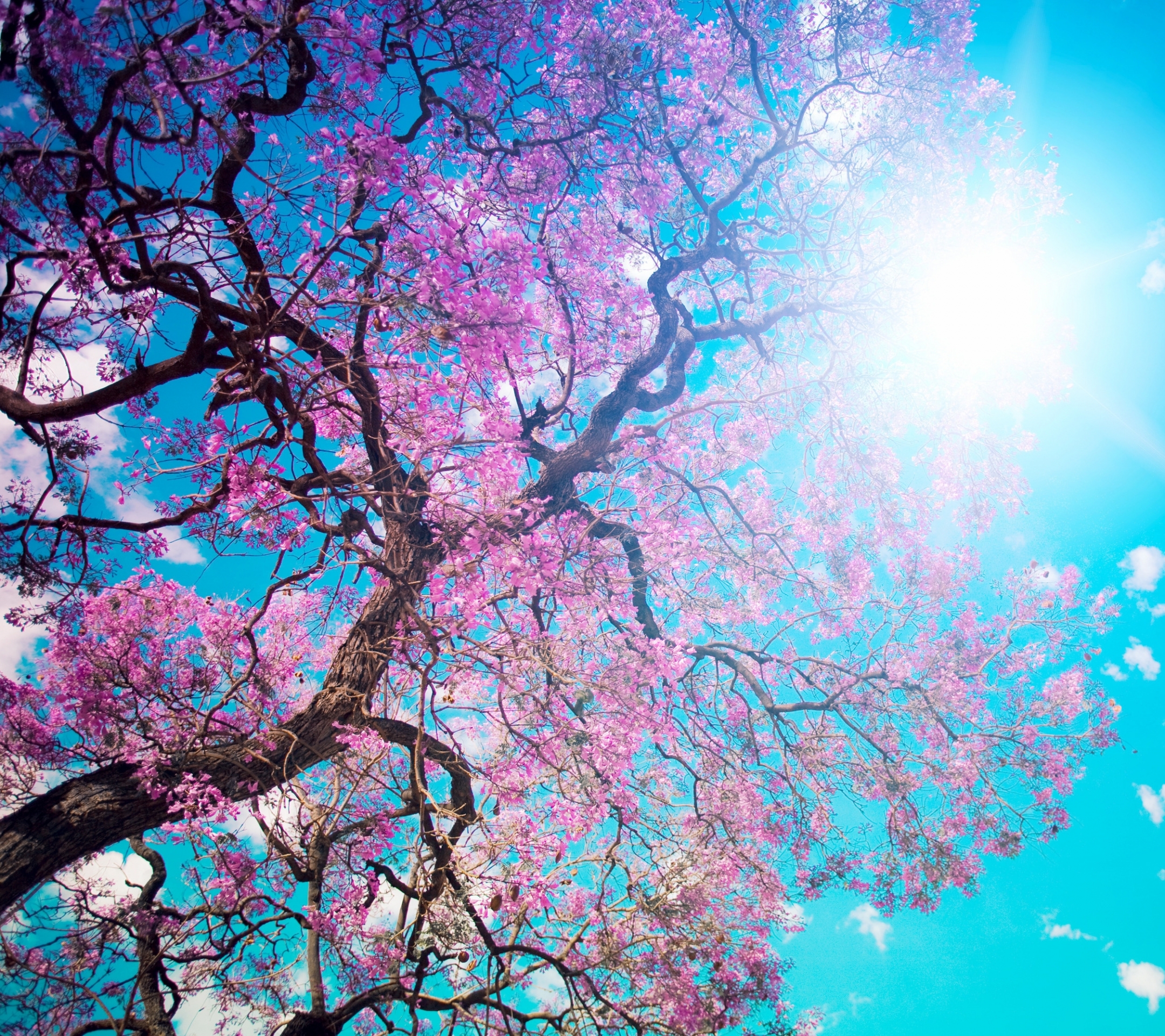Descarga gratis la imagen Árboles, Sol, Árbol, Primavera, Tierra/naturaleza en el escritorio de tu PC