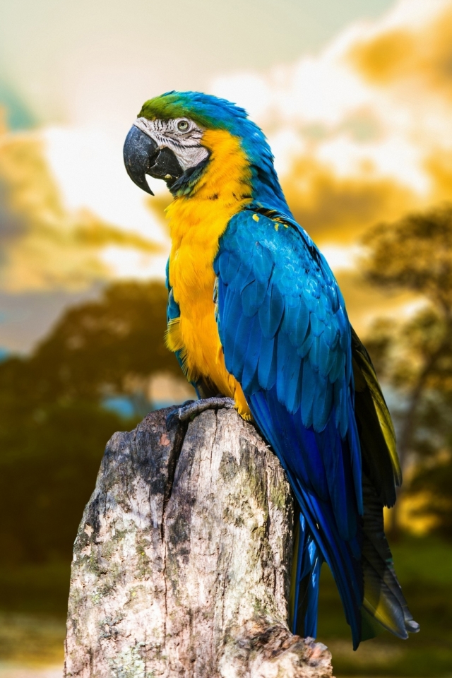 Descarga gratuita de fondo de pantalla para móvil de Animales, Aves, Guacamayo Azul Y Amarillo.