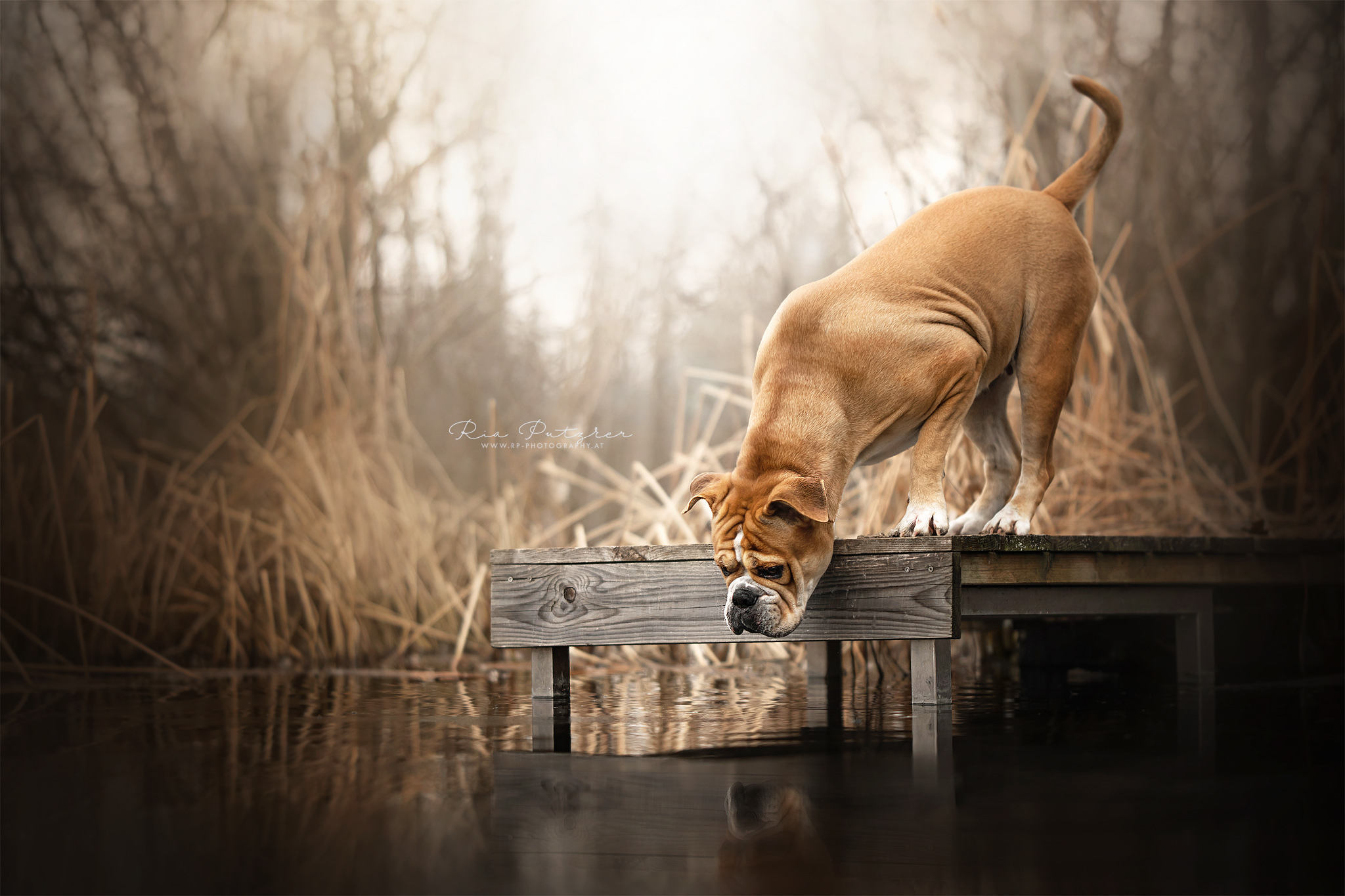 無料モバイル壁紙犬, 動物をダウンロードします。