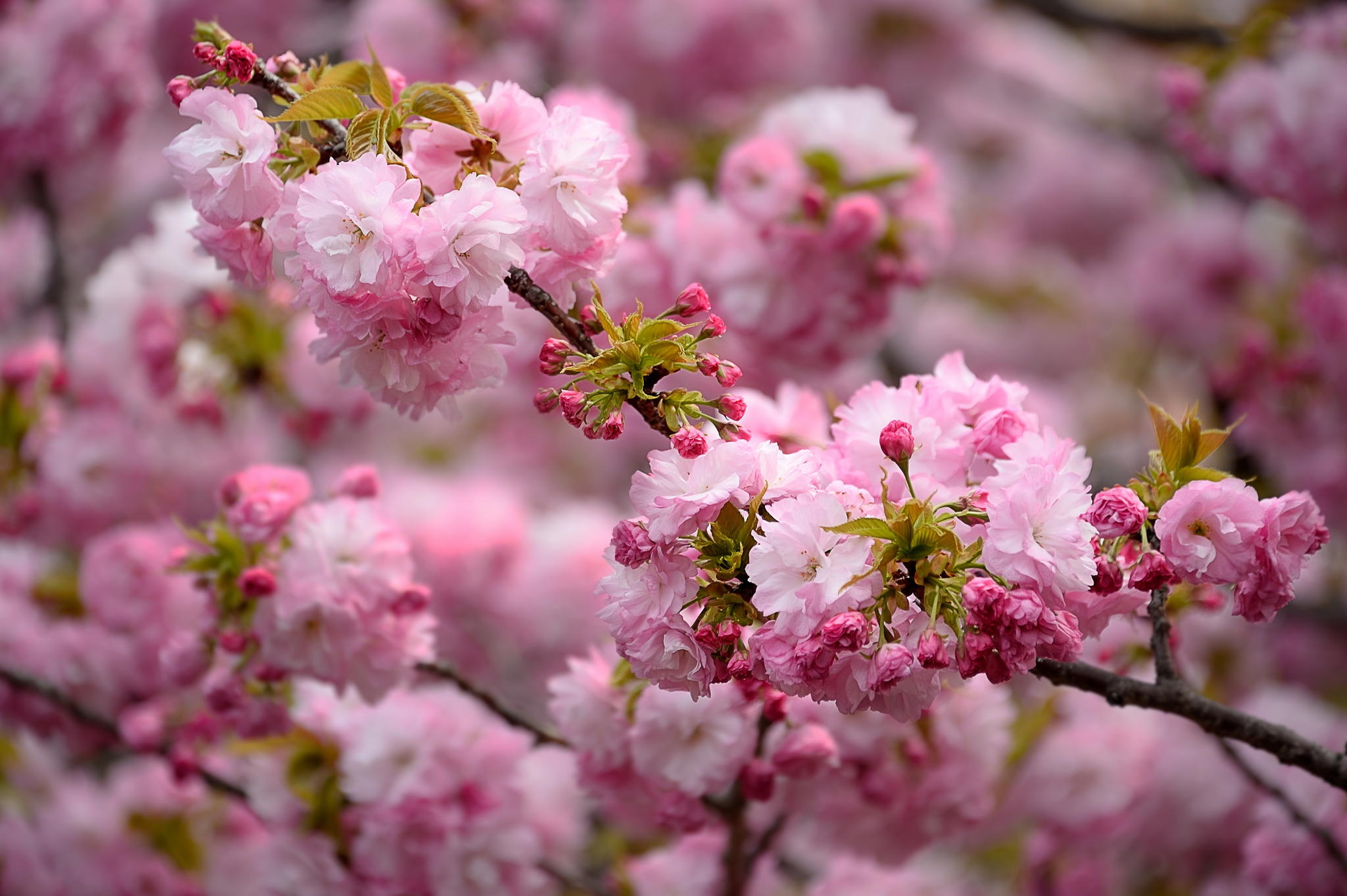 677450 descargar fondo de pantalla primavera, tierra/naturaleza, florecer: protectores de pantalla e imágenes gratis