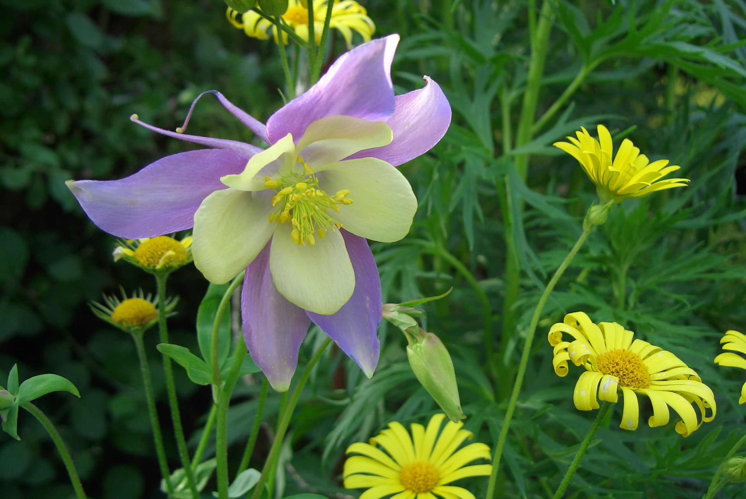 Handy-Wallpaper Blumen, Blume, Erde/natur kostenlos herunterladen.