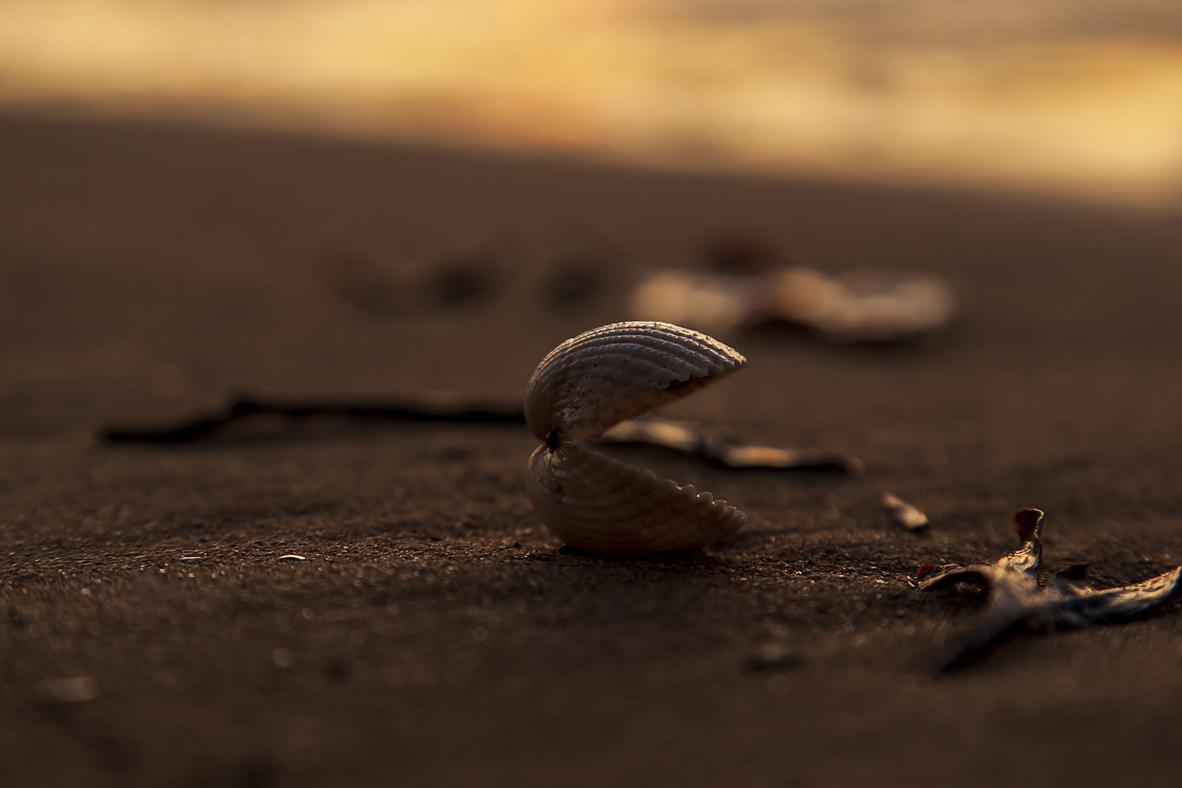 Download mobile wallpaper Macro, Sand, Shell, Nature, Beach for free.