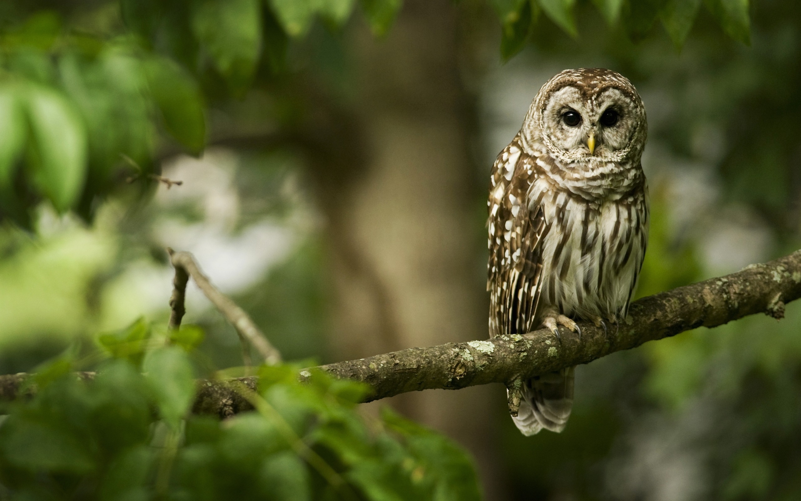 Download mobile wallpaper Animals, Owl for free.