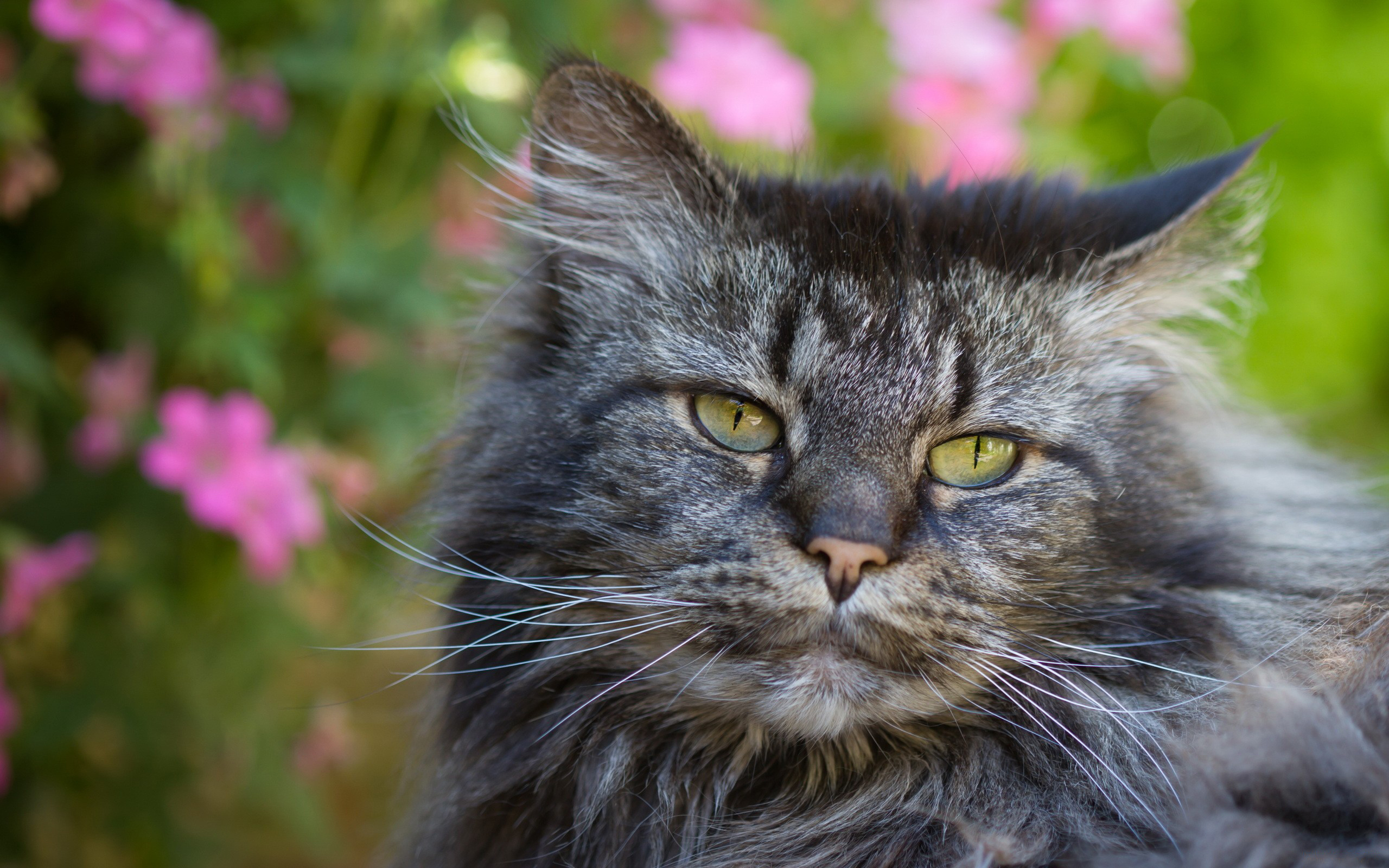 Baixar papel de parede para celular de Gato, Gatos, Animais gratuito.