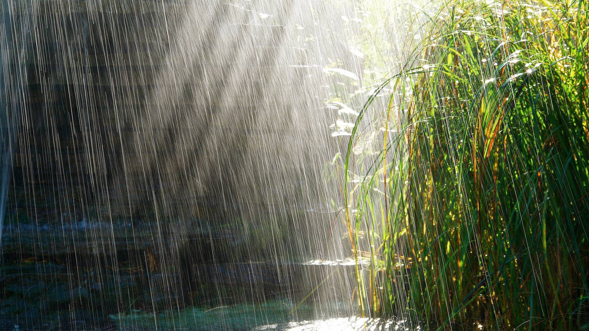 rain, nature, summer, bush, shine, light, shower, downpour HD wallpaper