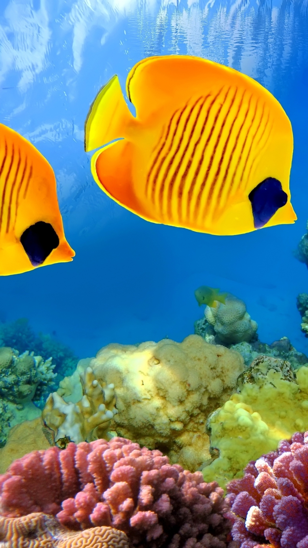 Download mobile wallpaper Fishes, Animal, Fish, Underwater, Coral Reef, Butterflyfish for free.