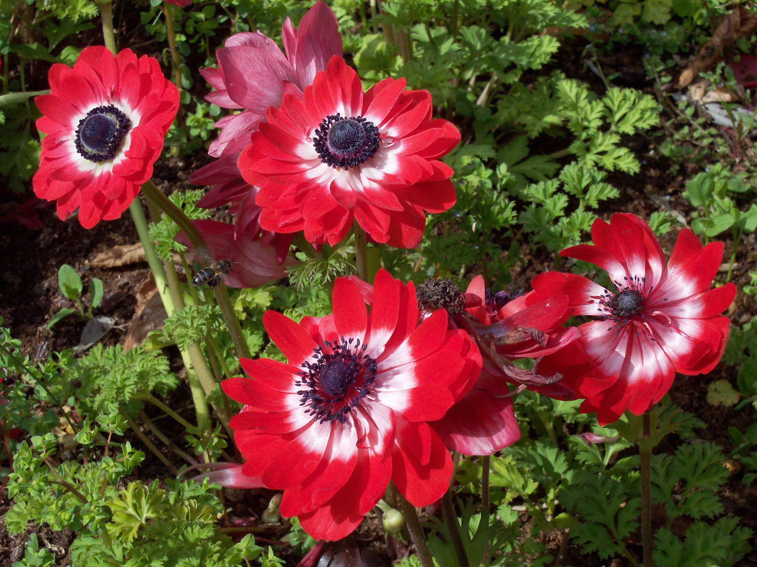 Laden Sie das Natur, Blumen, Blume, Nahansicht, Rote Blume, Erde/natur, Windröschen-Bild kostenlos auf Ihren PC-Desktop herunter