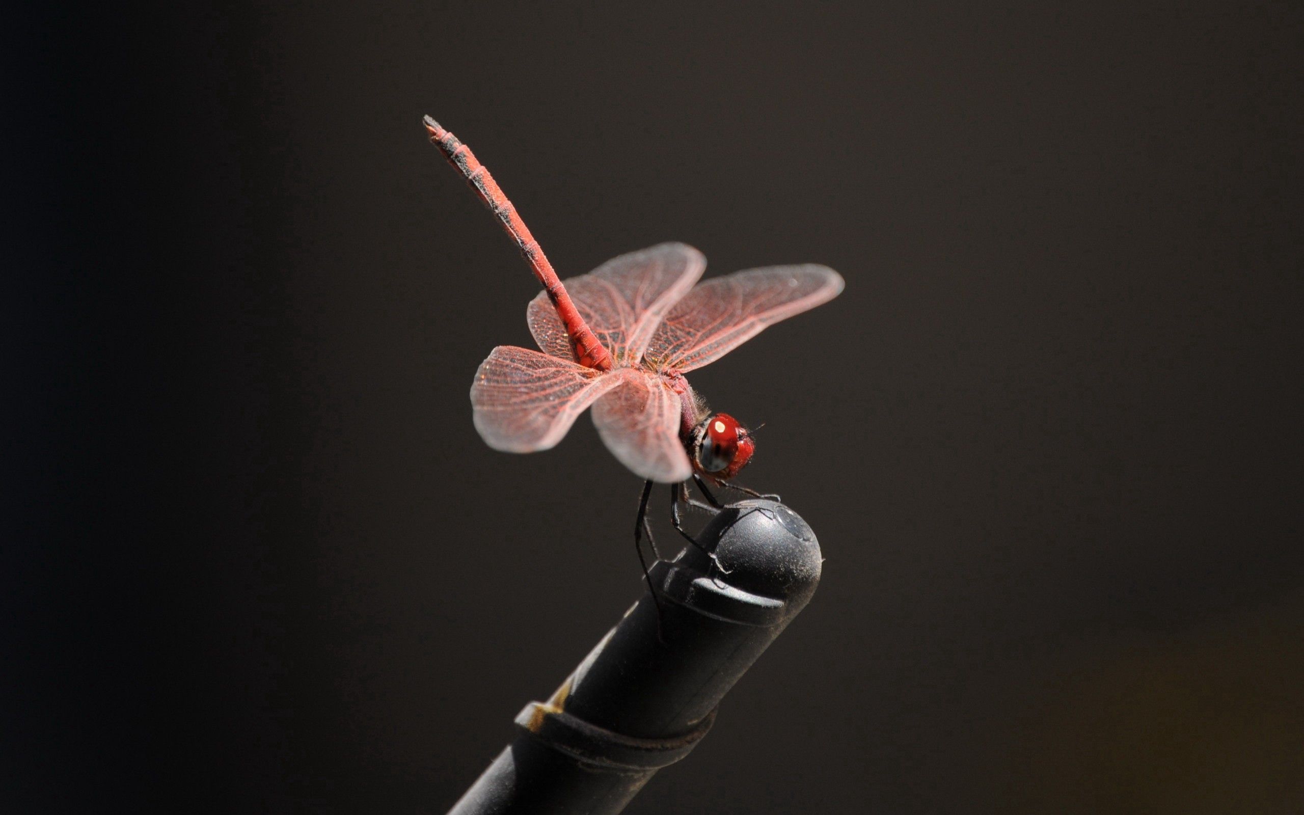 Laden Sie das Rosa, Makro, Insekt, Flug-Bild kostenlos auf Ihren PC-Desktop herunter