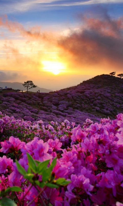 Download mobile wallpaper Sunrise, Earth, Azalea, Korea for free.