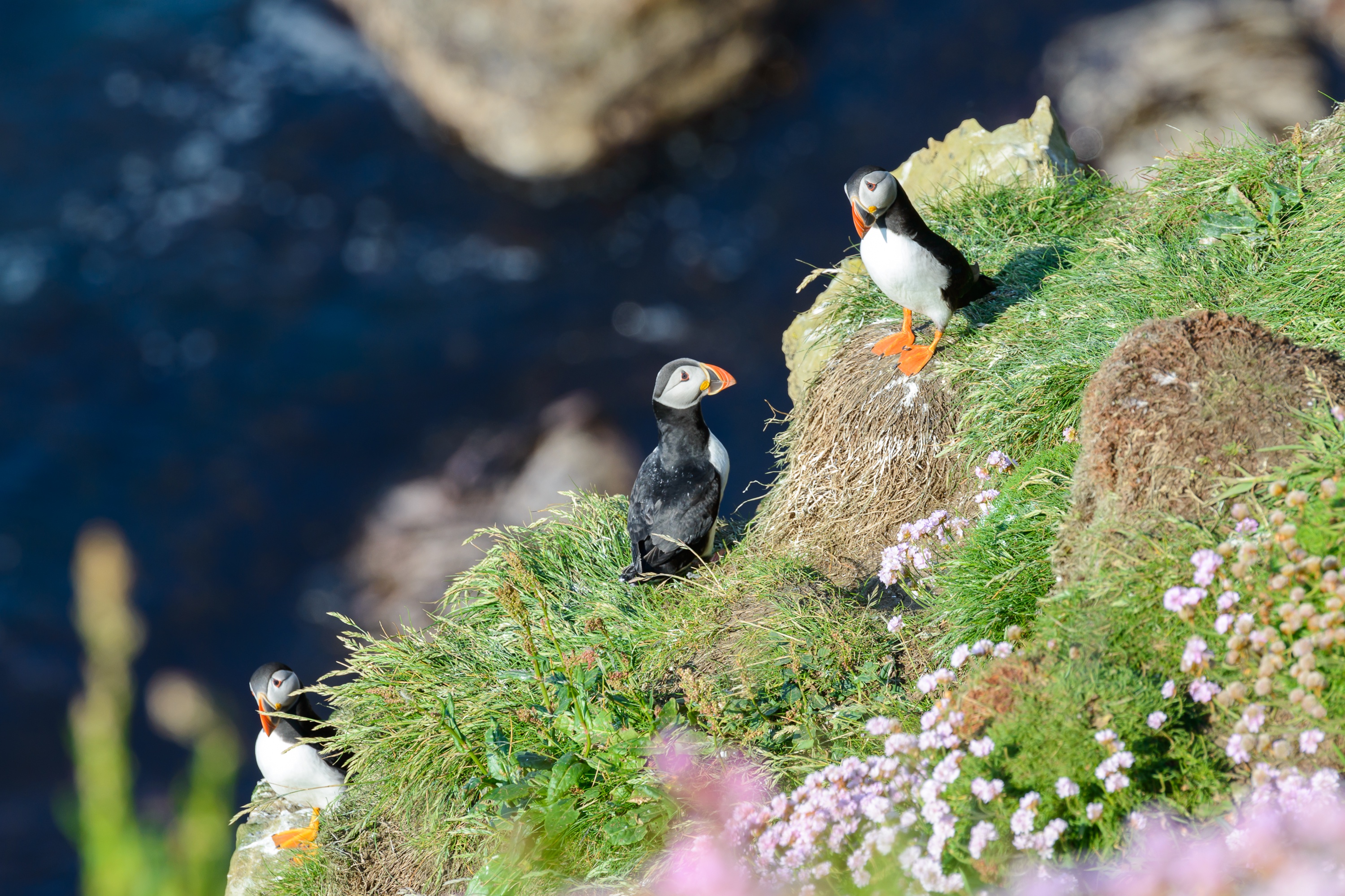 Baixar papel de parede para celular de Animais, Aves, Papagaio Do Mar gratuito.