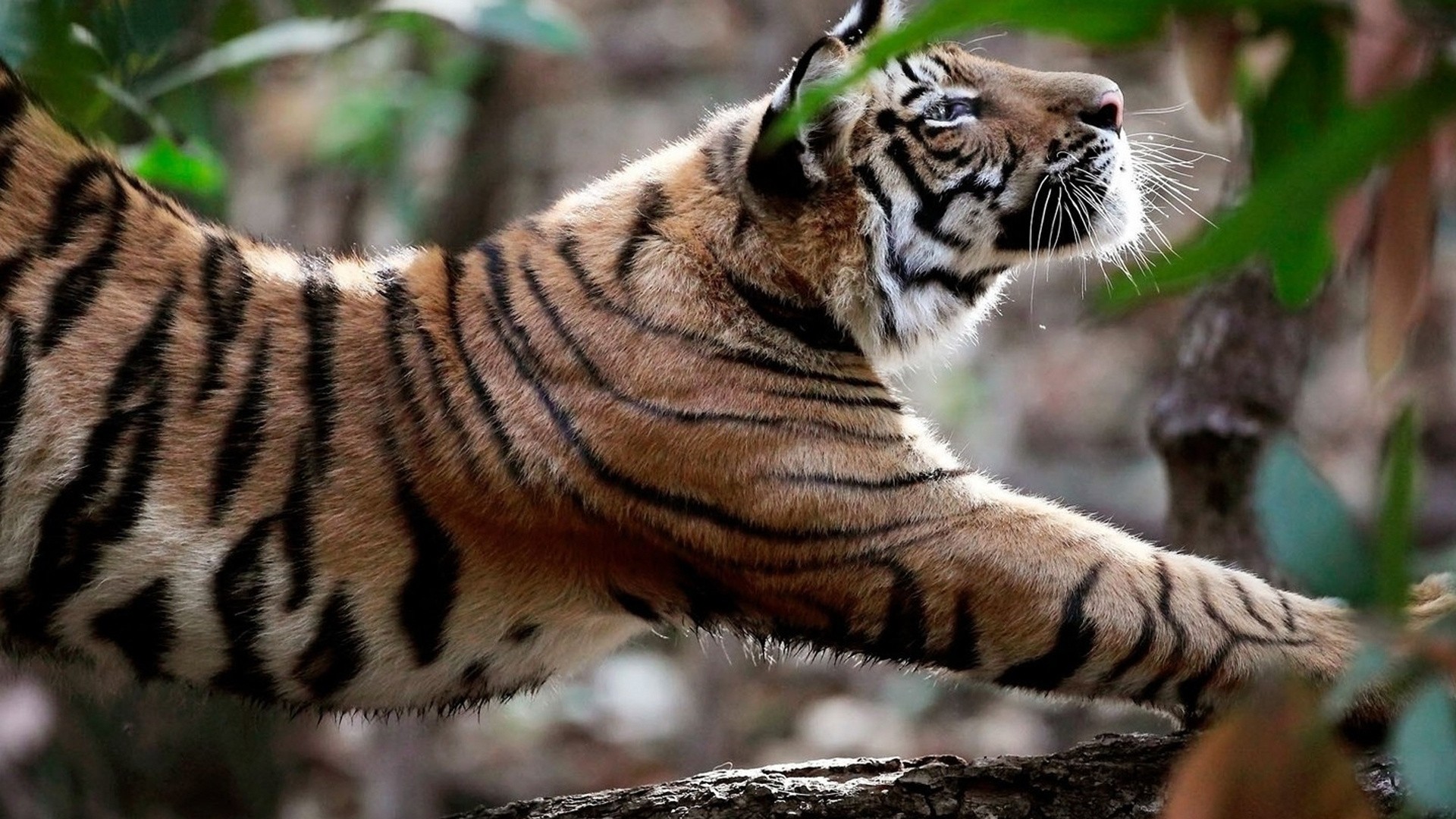 Téléchargez gratuitement l'image Chats, Animaux, Tigre sur le bureau de votre PC