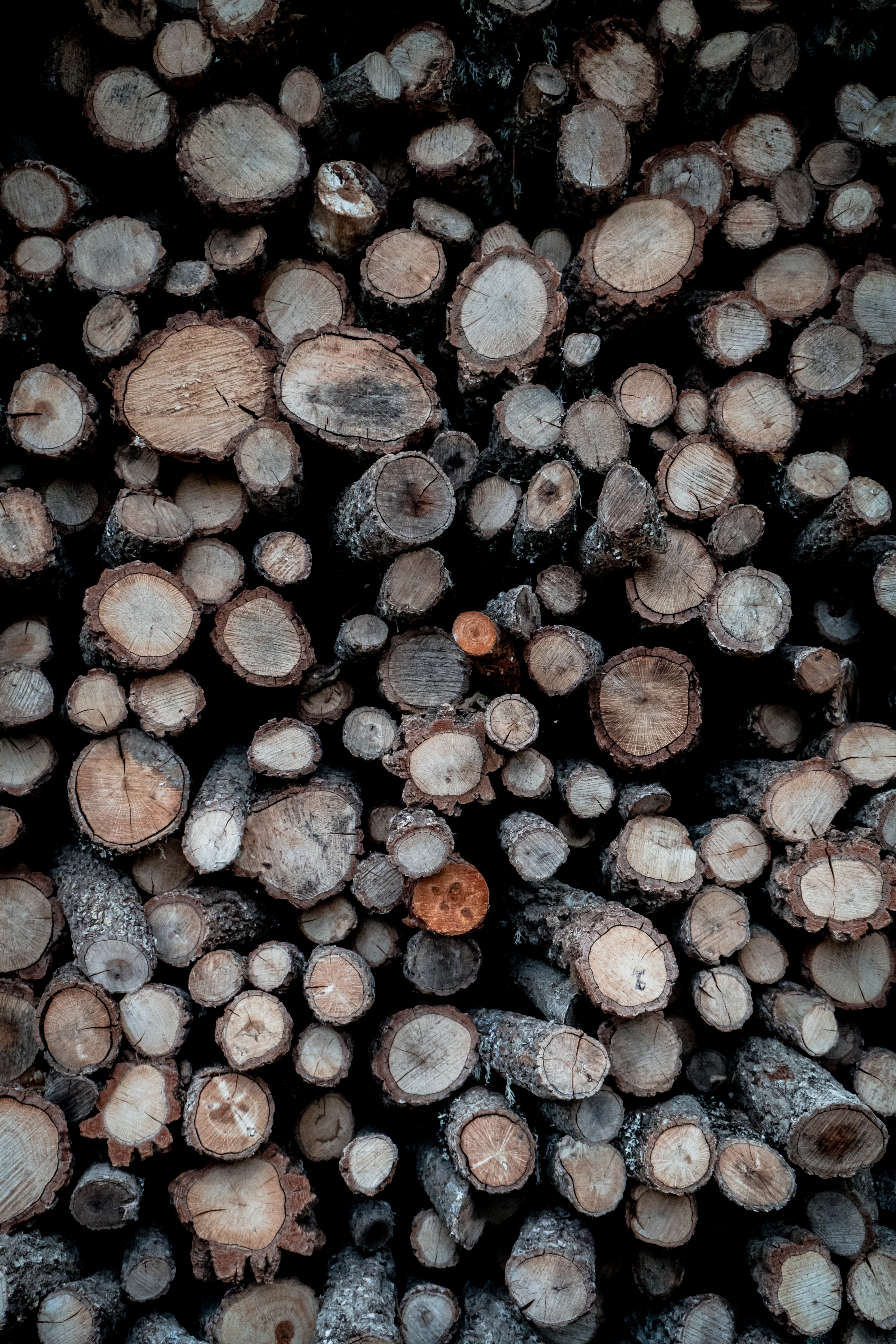 miscellanea, wooden, firewood, miscellaneous, wood, tree, logs