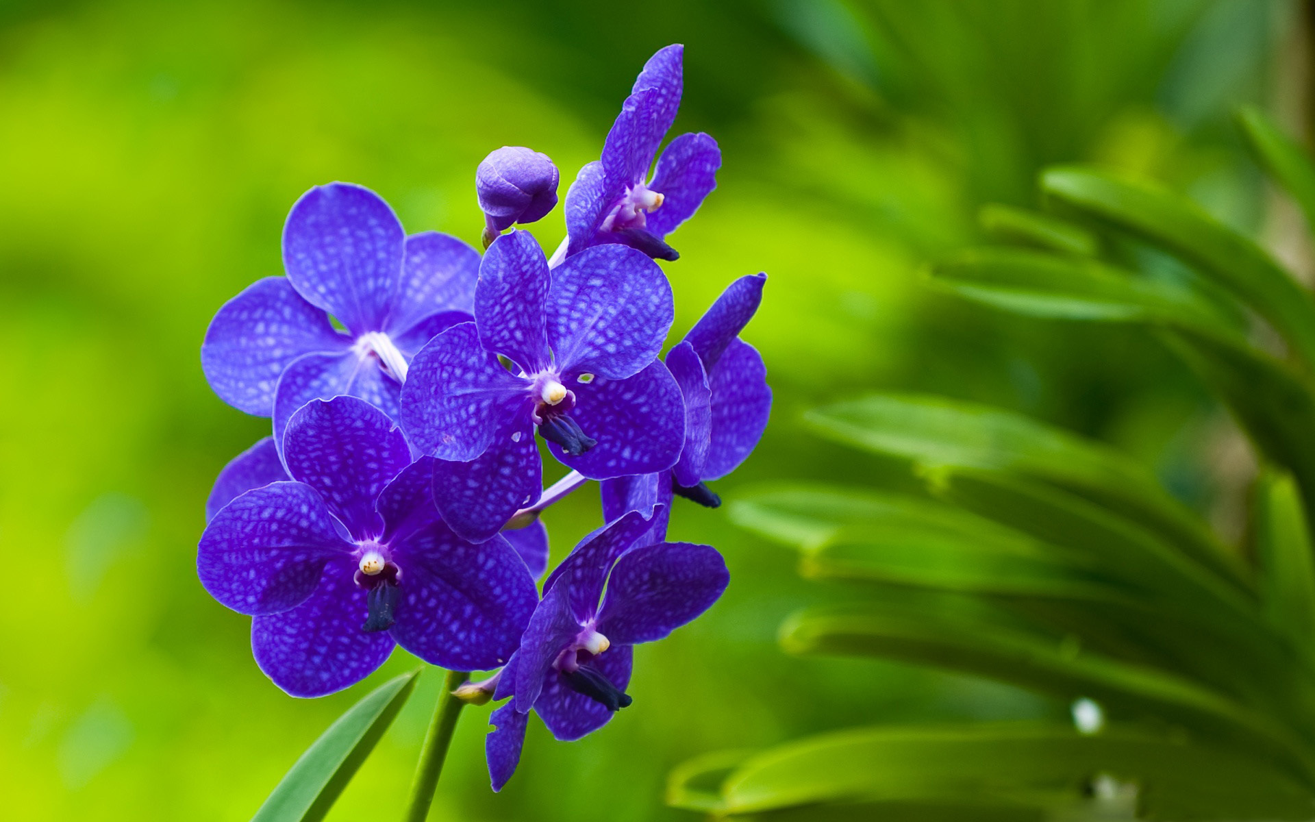 Free download wallpaper Orchid, Flowers, Flower, Earth on your PC desktop