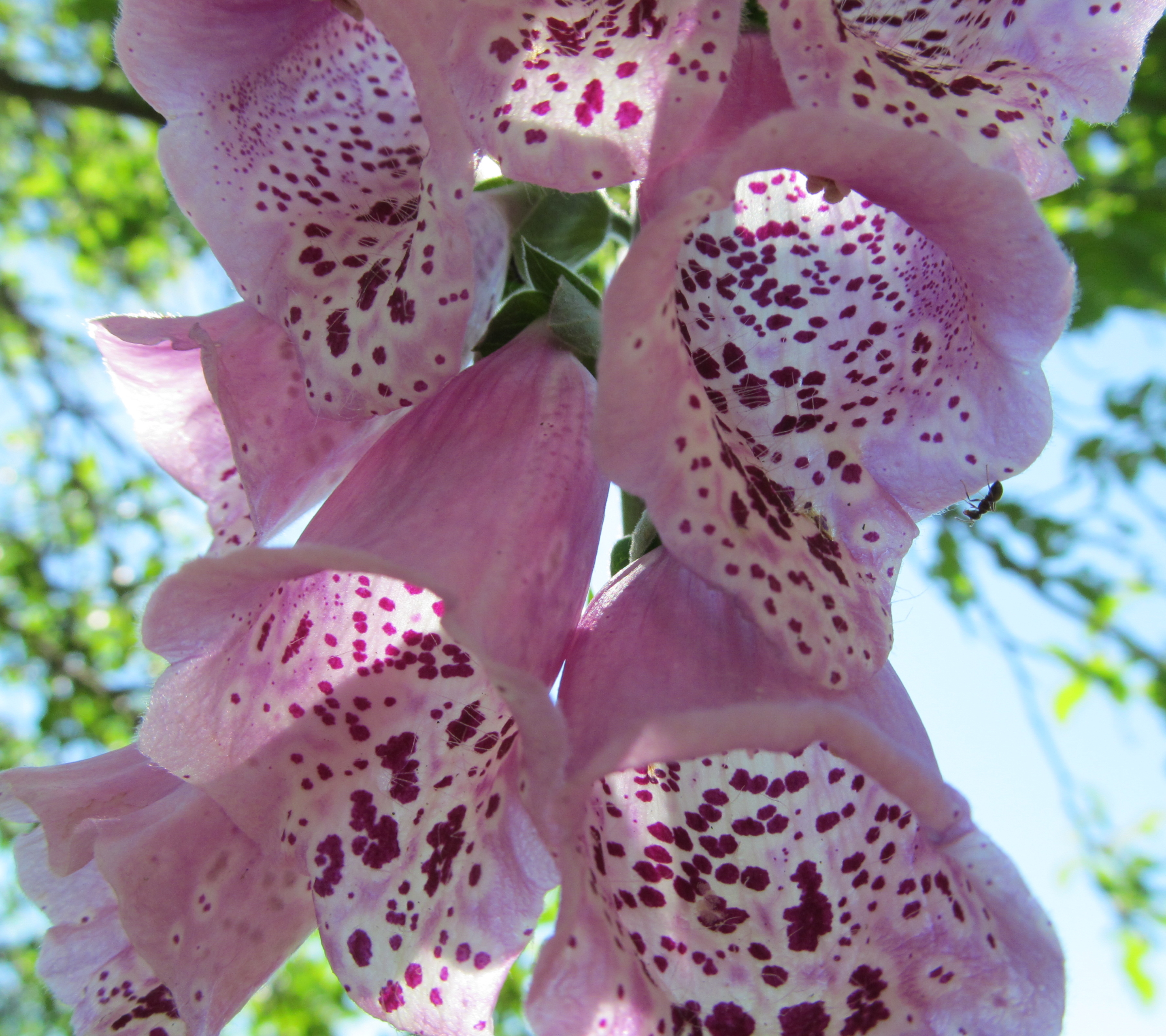 Téléchargez gratuitement l'image Fleurs, Fleur, Terre/nature sur le bureau de votre PC