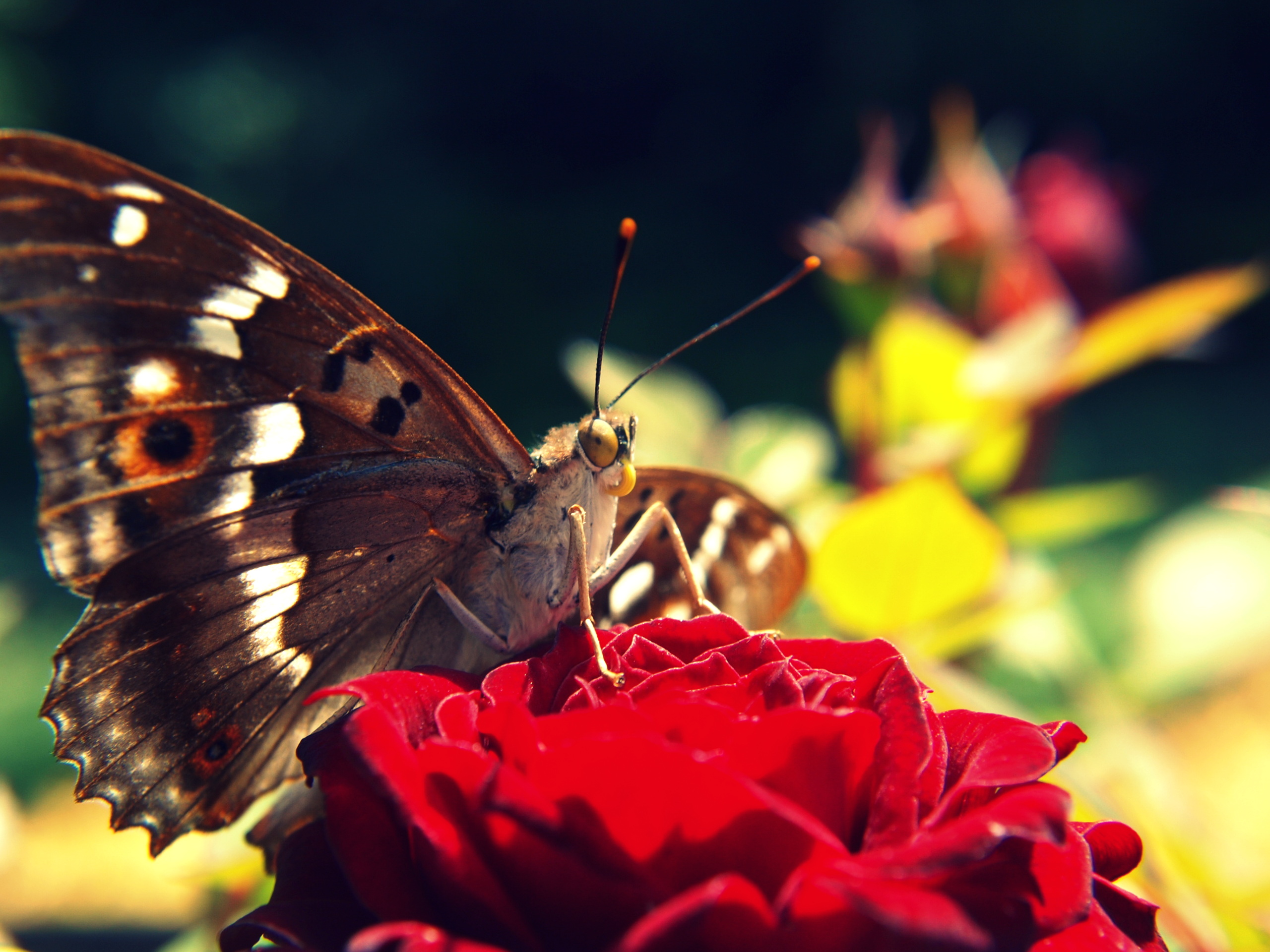 Free download wallpaper Insect, Colors, Butterfly, Animal, Wings, Fly on your PC desktop