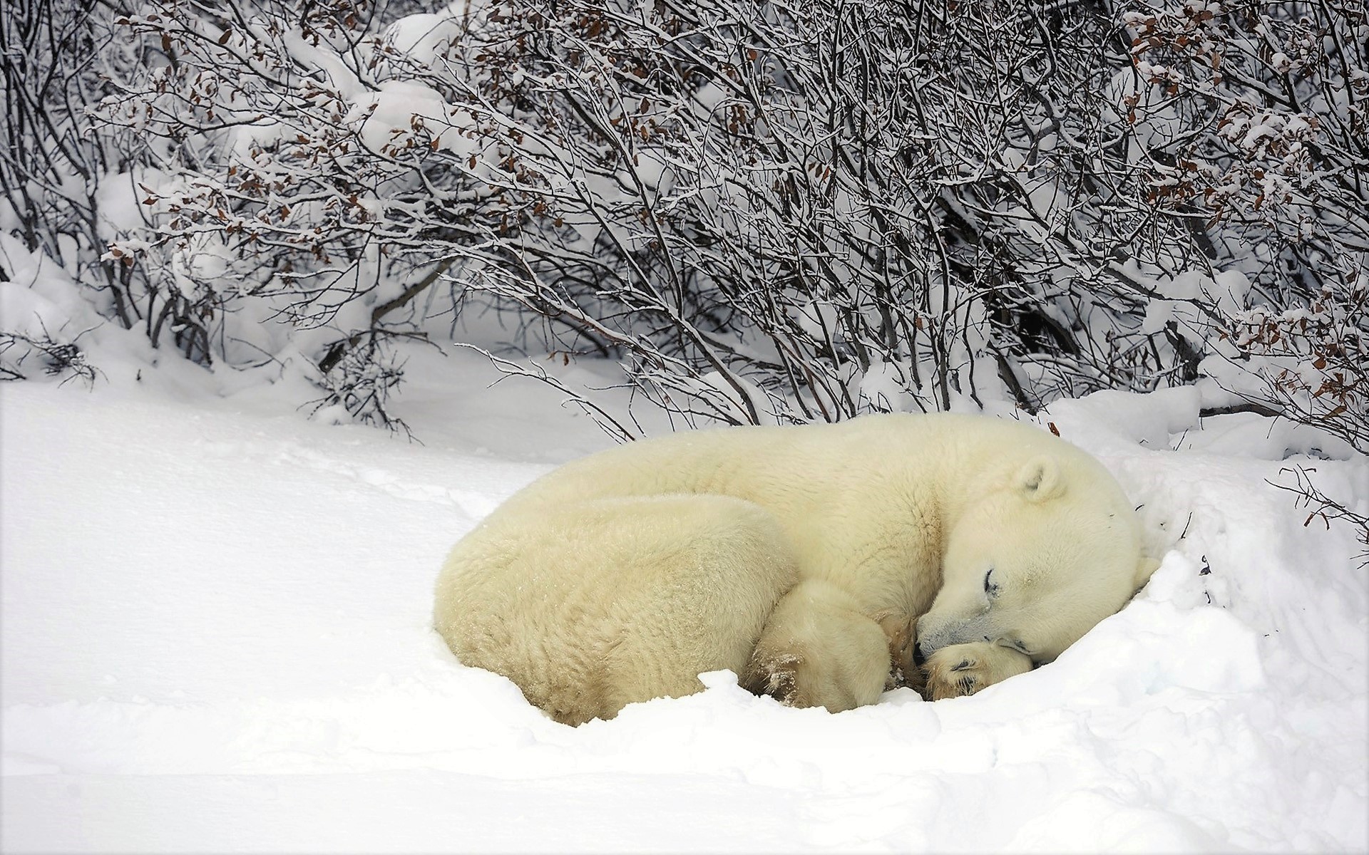 PCデスクトップに動物, 冬, 雪, カナダ, 睡眠, 可愛い, クマ, シロクマ画像を無料でダウンロード